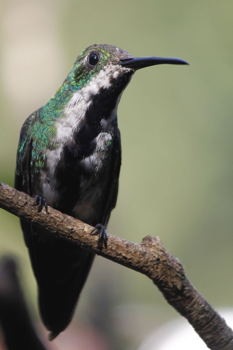 Black-throated Mango