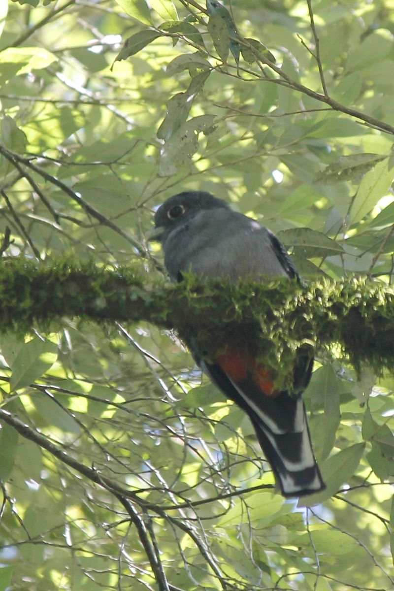 Az egyik kedvenc, Surucua Trogon