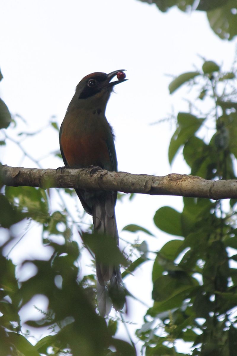 Másik nagy kedvenc, Rufous-capped Motmot