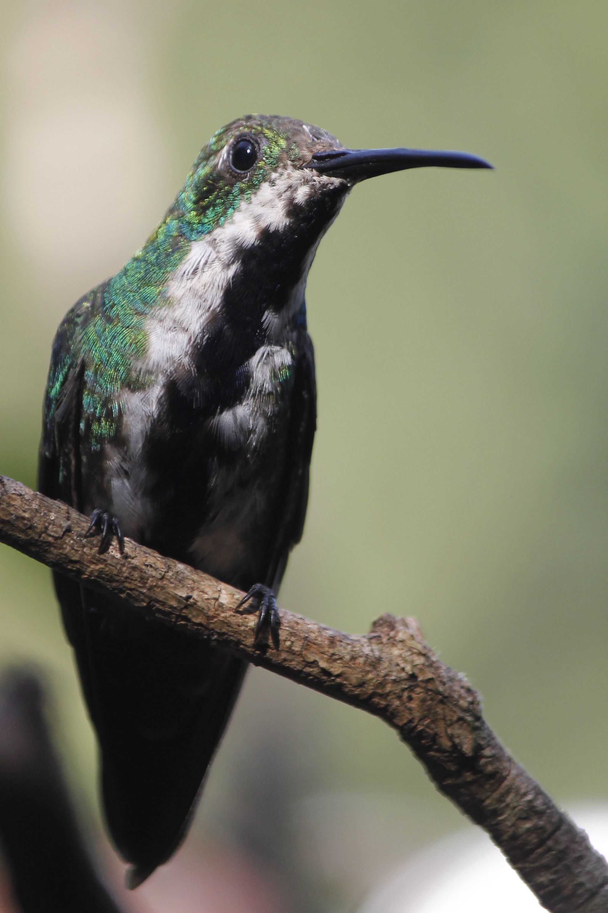 Black-throated Mango tojó