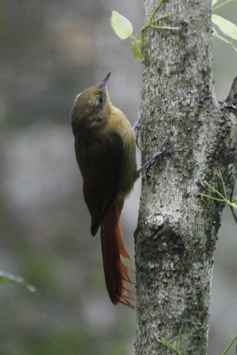 A fésűs farkú Olivaceous Woodcreeper