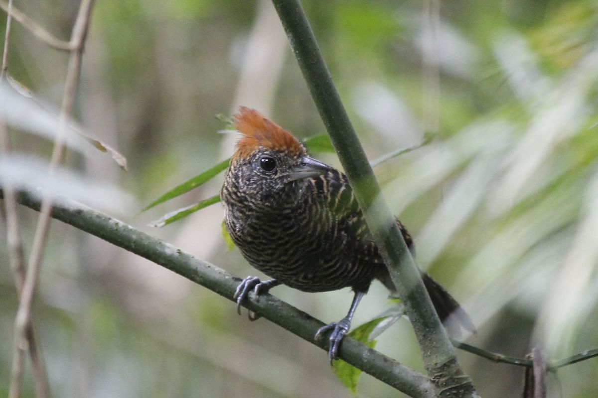 Tufted Antshrike tojó