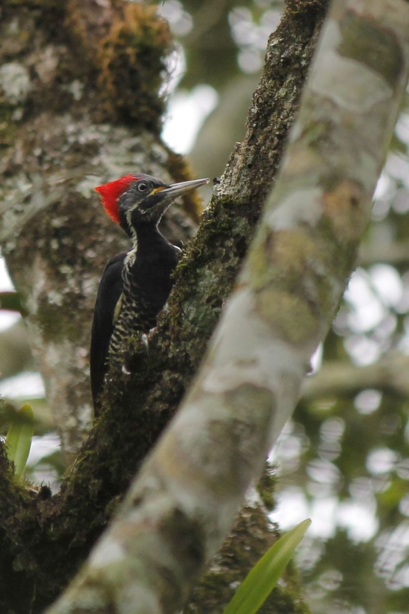 Pileated Woodpecker