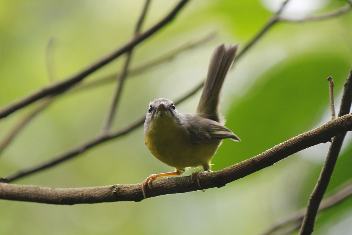 A leggyakoribb madár, Golden-crowned Warbler