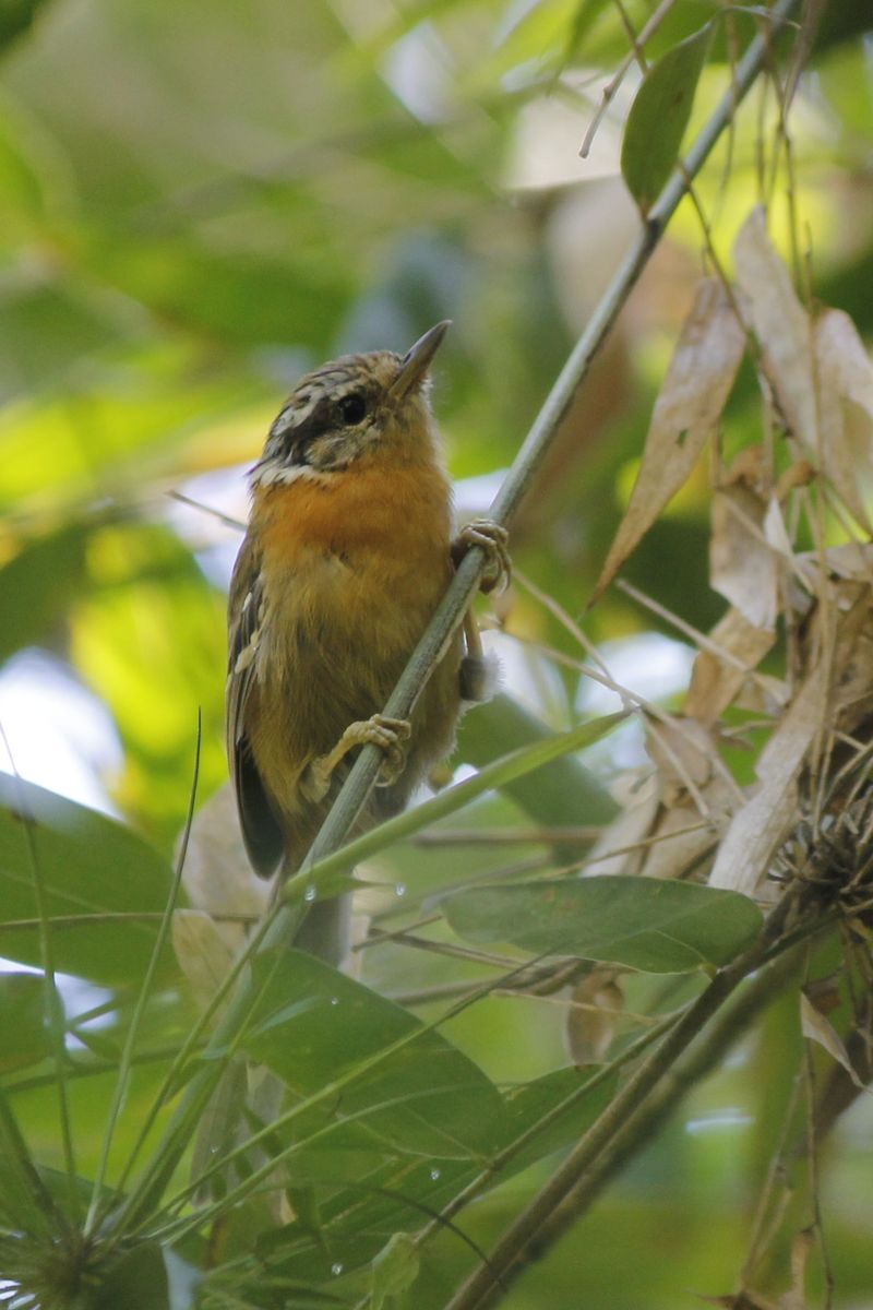 Bertoni‘s Antbird