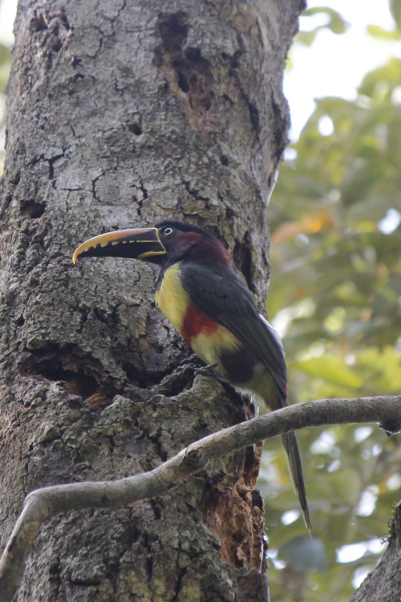 Egy gyönyörű tukánfaj, a Chestnut-eared Aracari