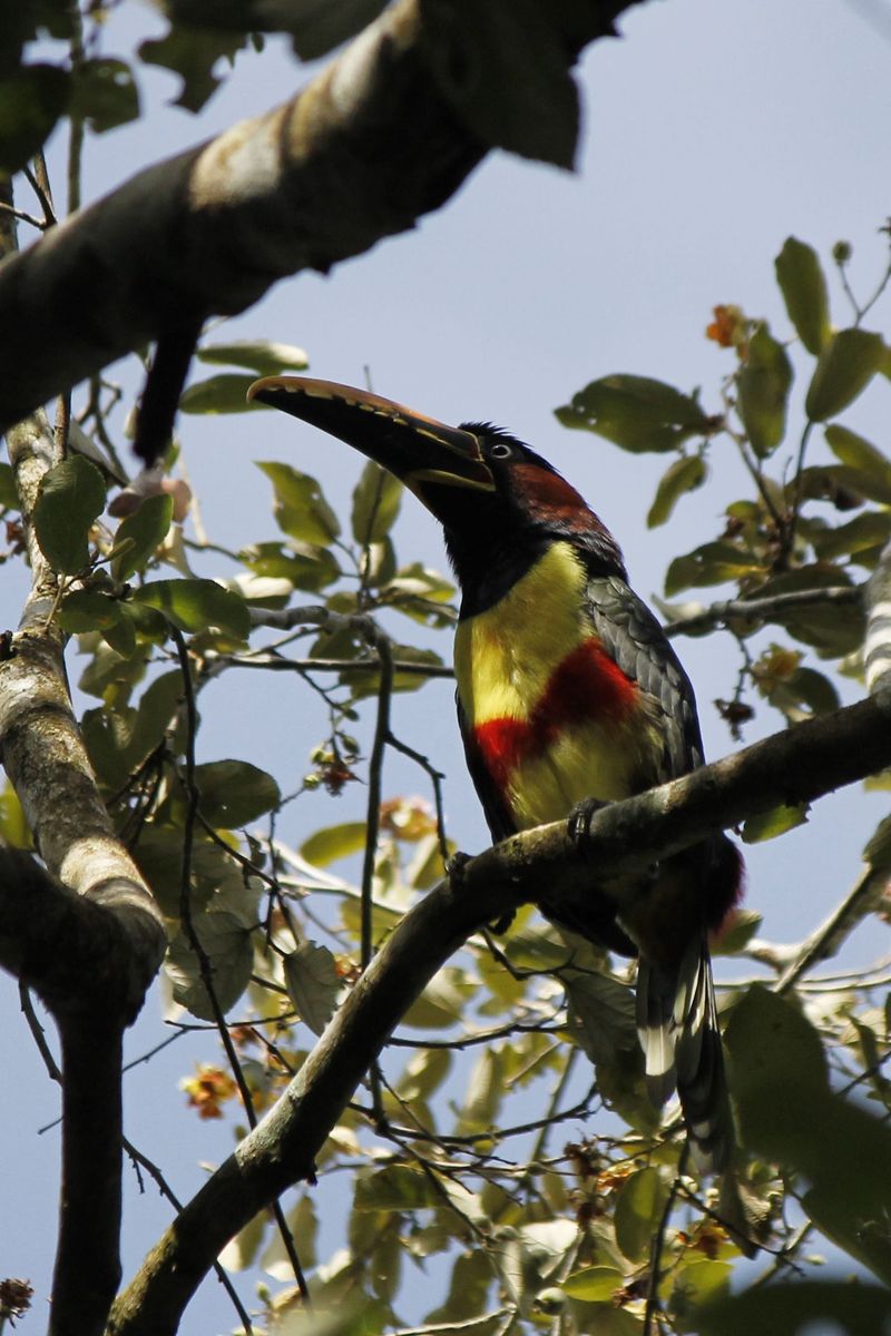 Chestnut-eared Aracari