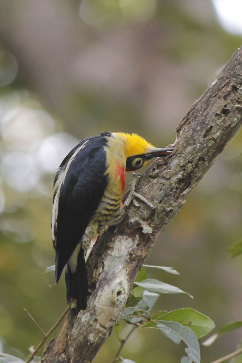 Yellow-fronted Woodpecker birizgál valamit kitekeredett nyakkal