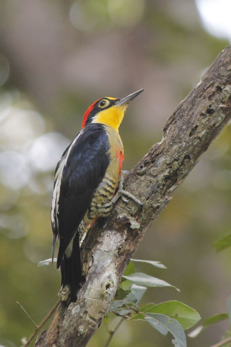 Egy színes harkály, a Yellow-fronted Woodpecker