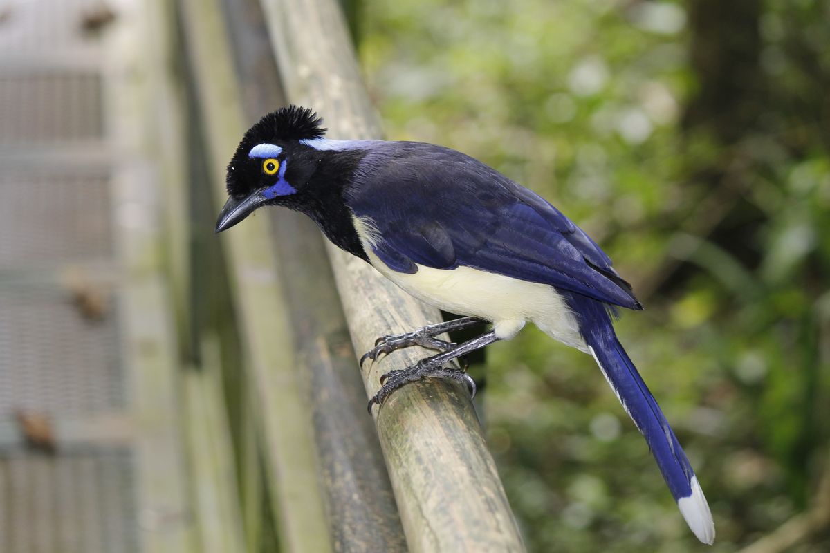 A legbizalmasabb madár, Plush-crested Jay