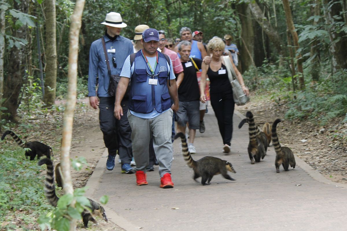 nem túl félősek, a turisták erre, a coatík arra