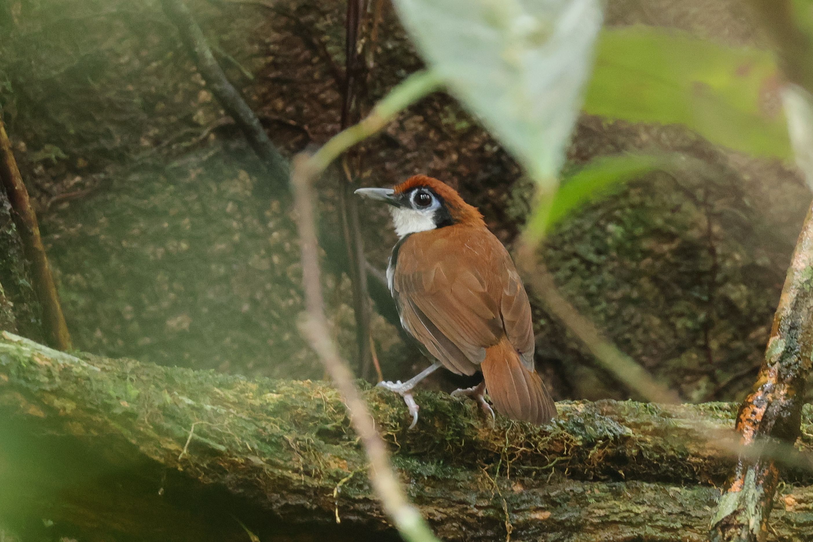 És akkor jöjjenek a szörnyű fotók a szuper hangyászmadarakról. White-cheeked Antbird