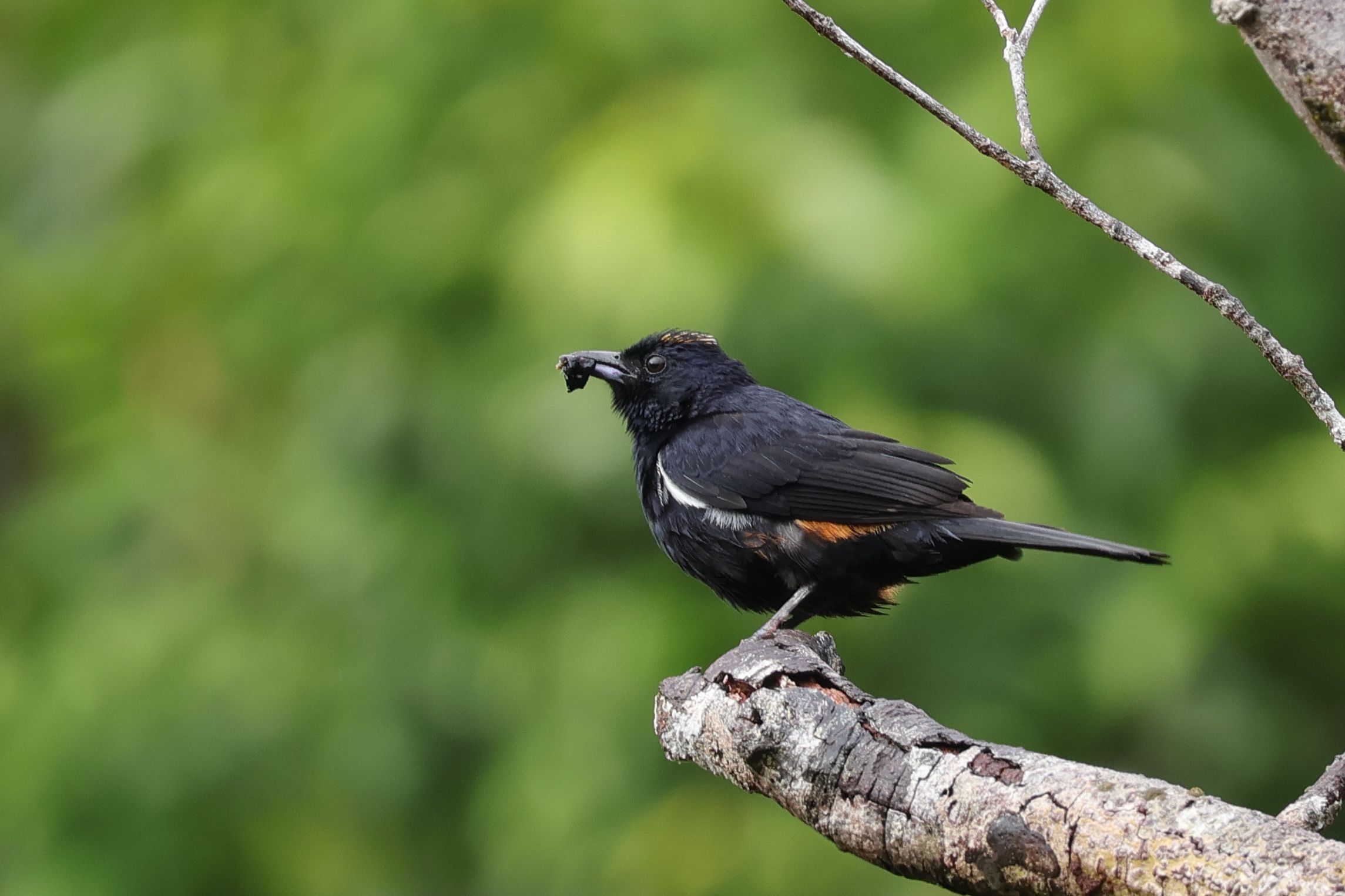 Fulvous-crested Tanager eszik valami csúnyát