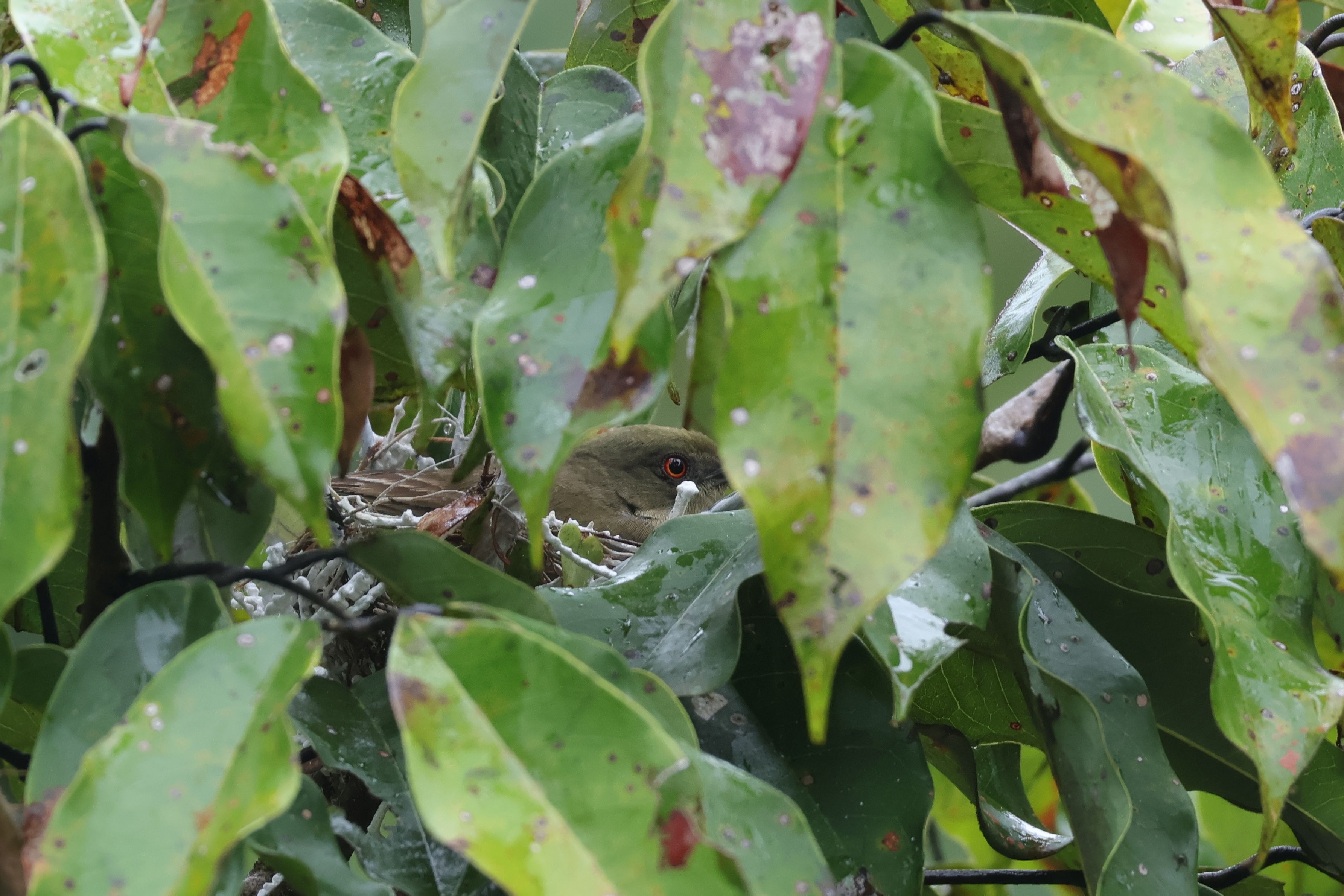 Yellow-bellied Dacnis tojó a fészkén