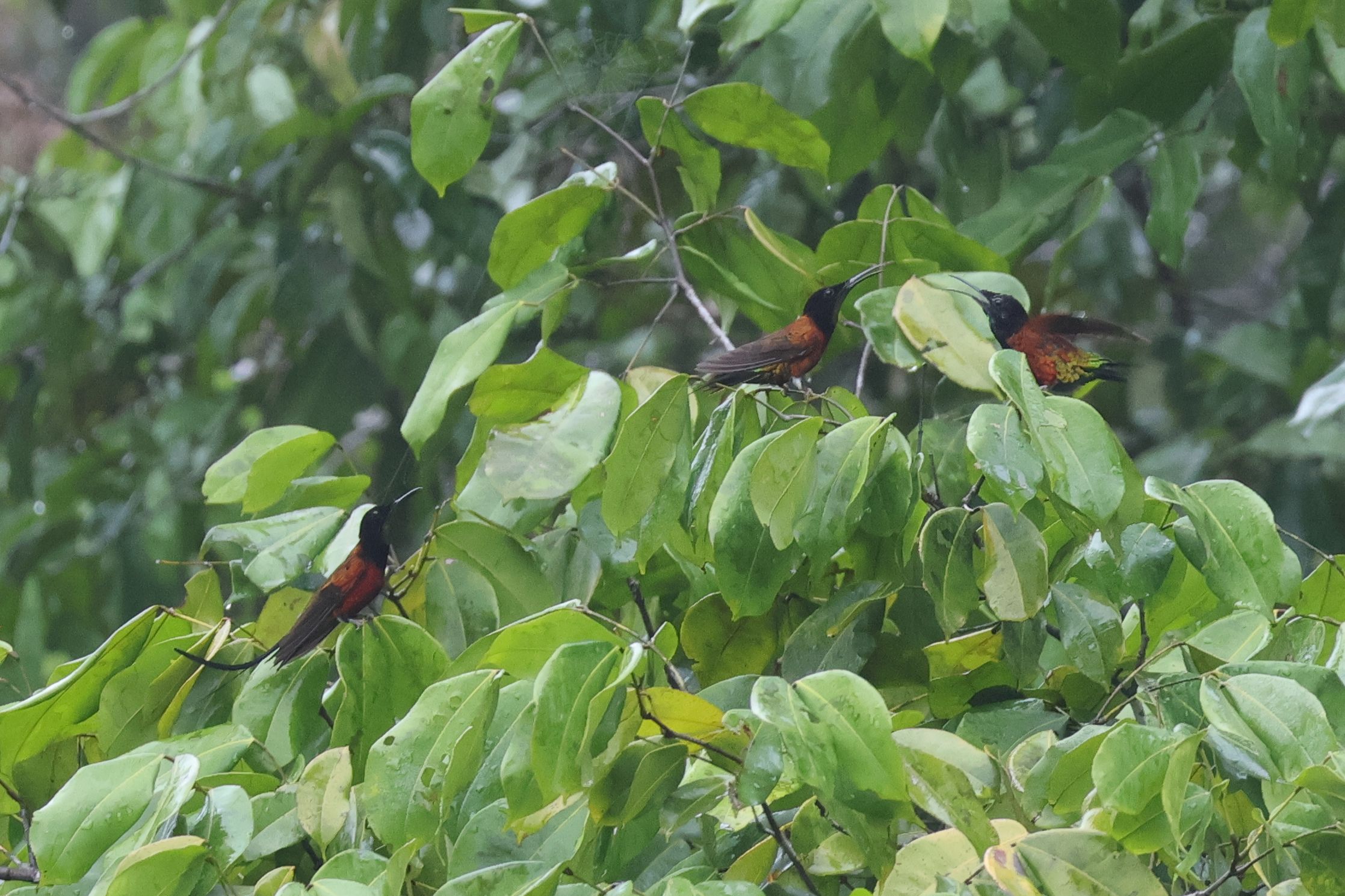 Tré fotó egy szuperkolibriről, Fiery Topaz család