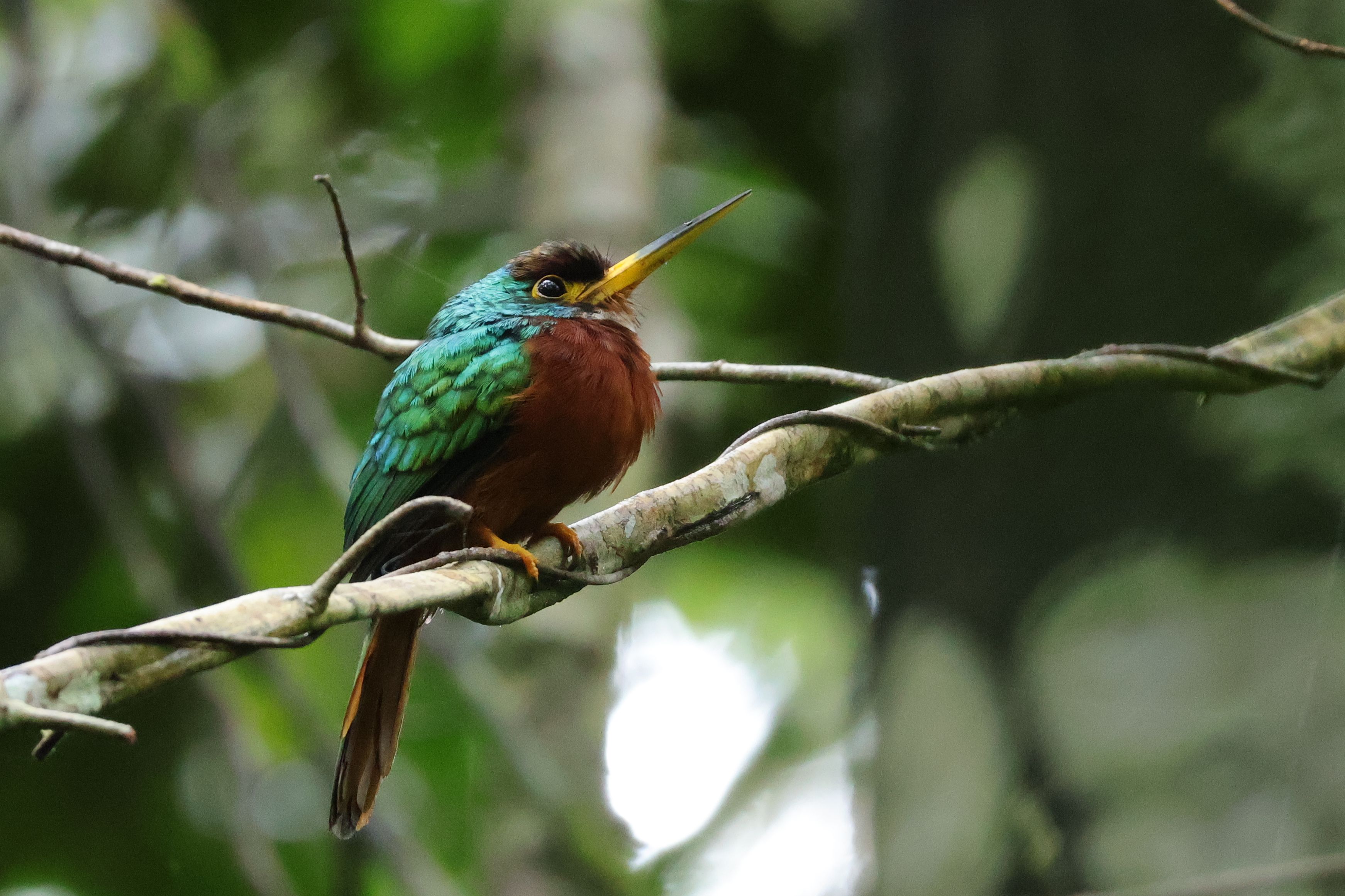 Yellow-billed Jacamar