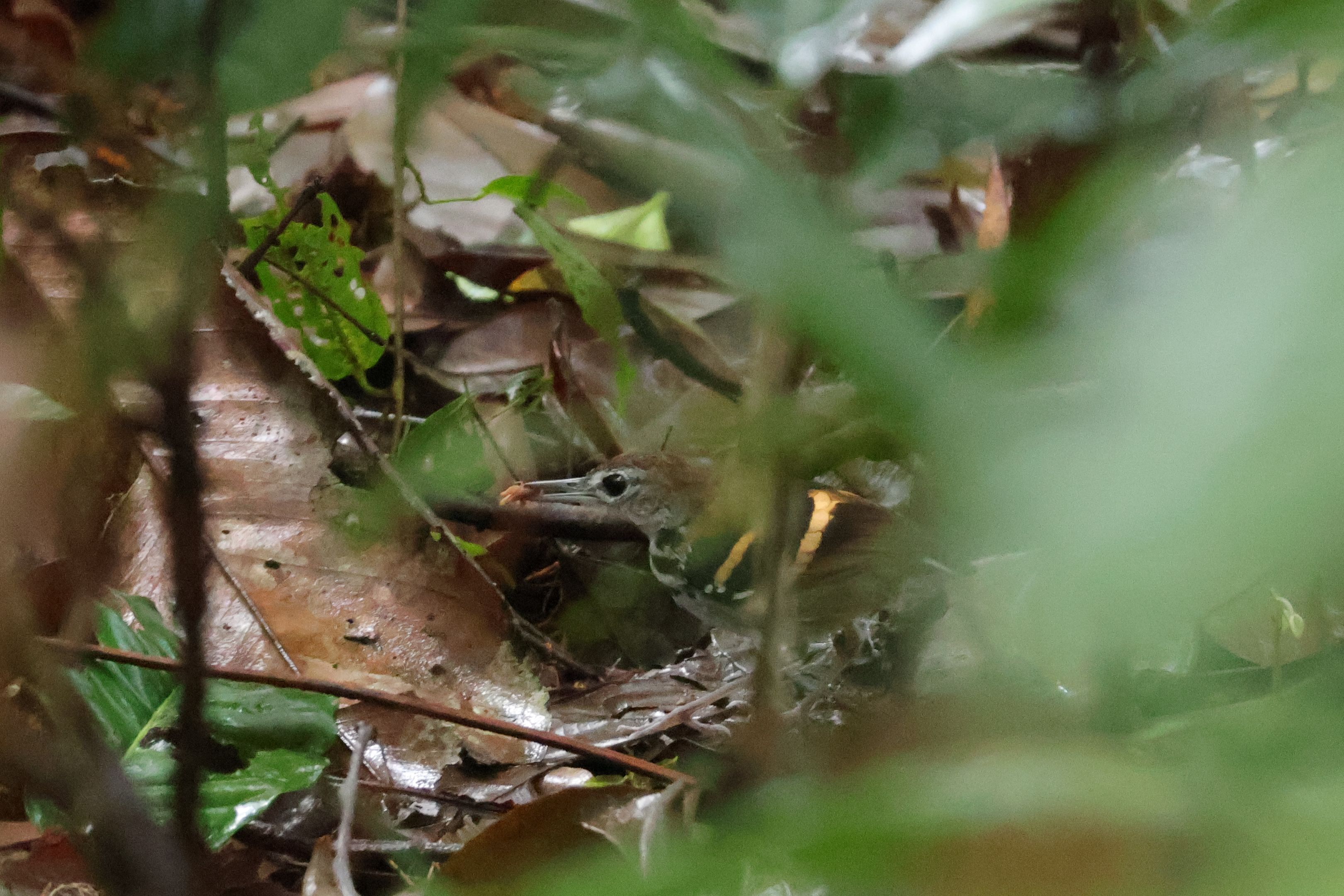 Szörnyű fotó, szuper apróság, nem gondoltuk komolyan, hogy látjuk majd. Banded Antbird. Azok az aranyszínű csíkok a szárnyán világítanak