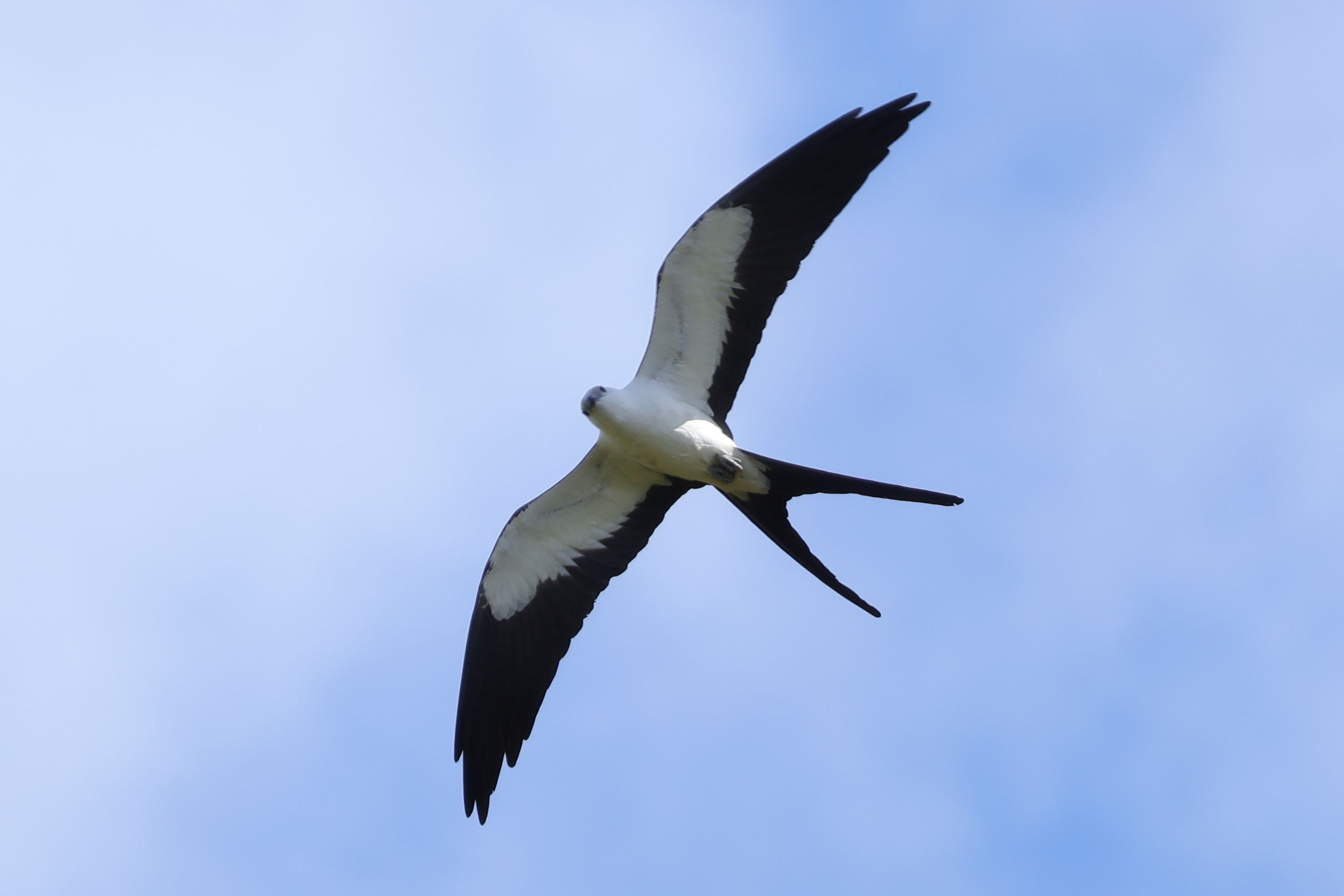 Az itt telelő igen menőn kinéző ragadozó, a Swallow-tailed Kite