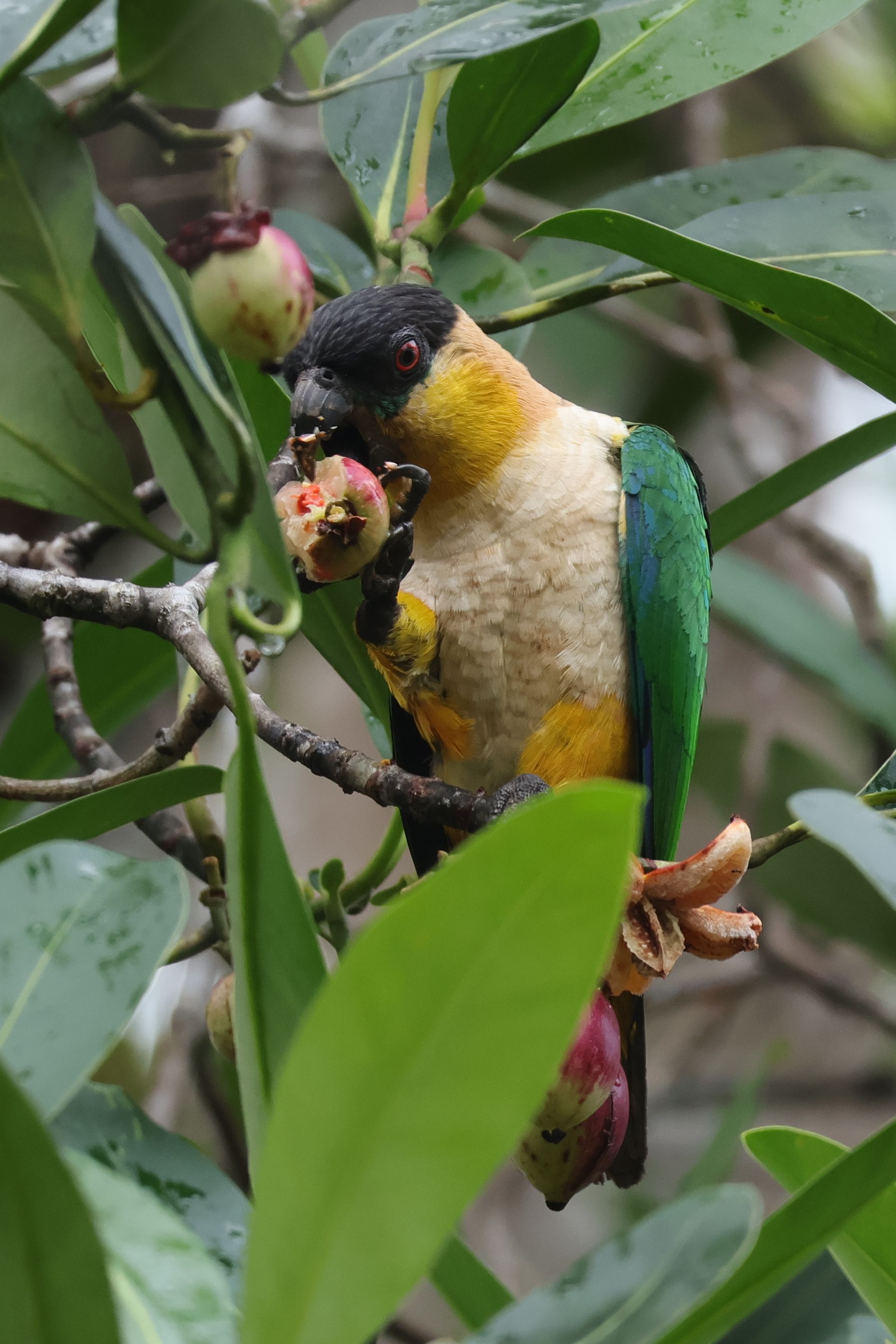 Egy Black-headed Parrot békésen gyümölcsöt fogyaszt