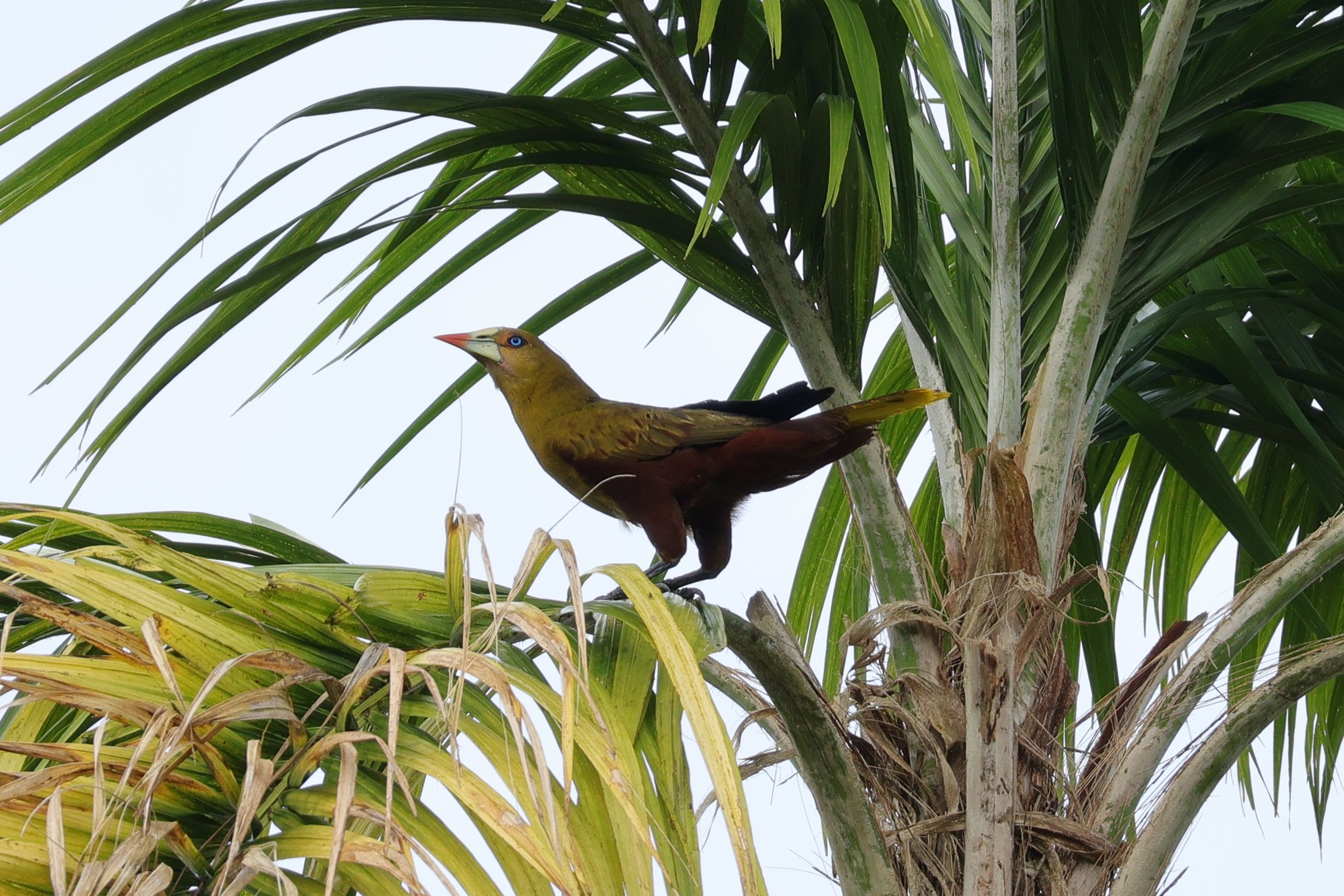 Mindig hangos Green Oropendola. Szép kék szeme van