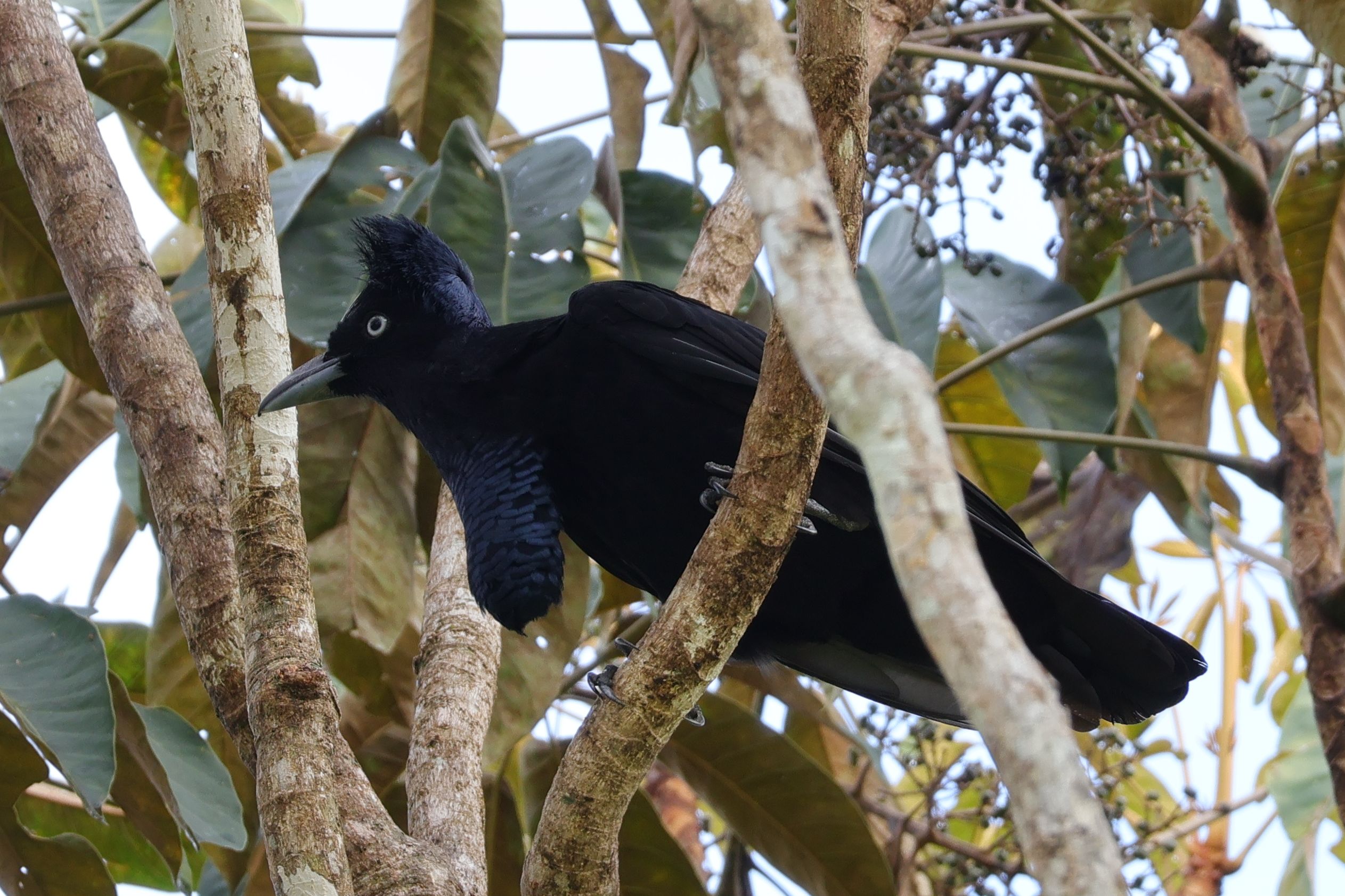 Mitúban helyenként gyakori ez a csoda, az Amazonian Umbrellabird