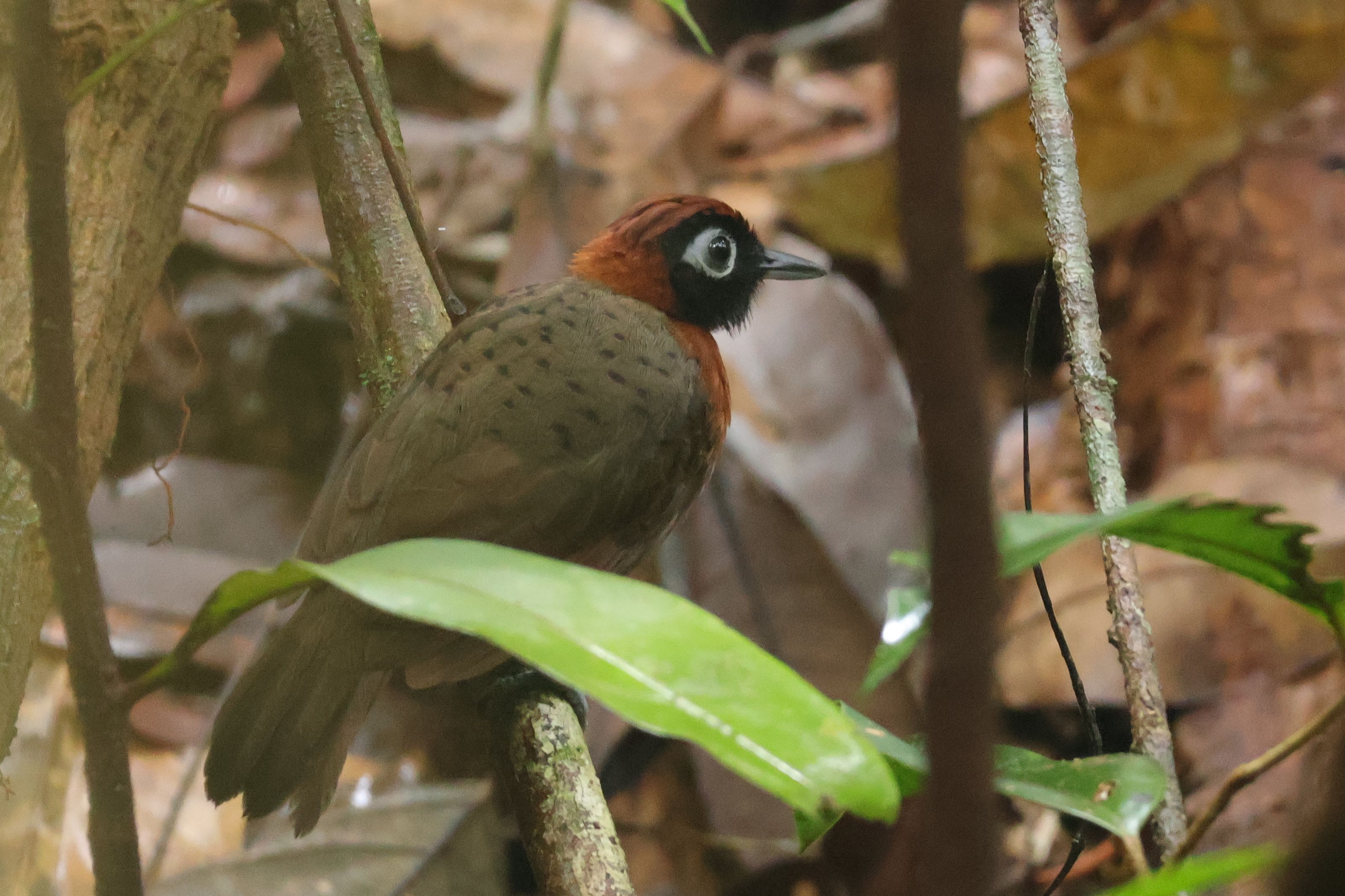 Rufous-crowned Antbird
