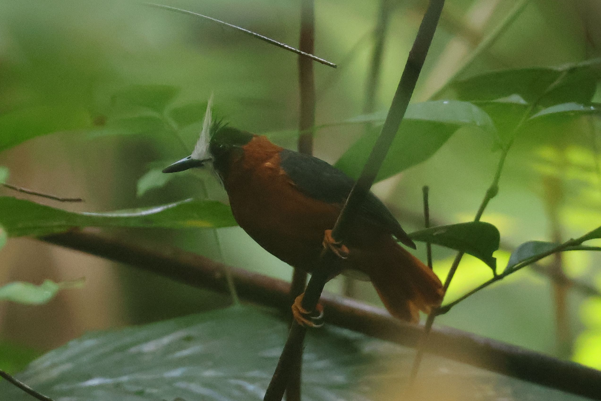 Szörnyű fotó a sötétből, másik szuperfaj, a Whtie-plumed Antbird. Kis csapatunk ezt a madarat szavazta meg az együtt töltött három hét legjobb fajának, úgyhogy megérdemel még egy szörnyű képet