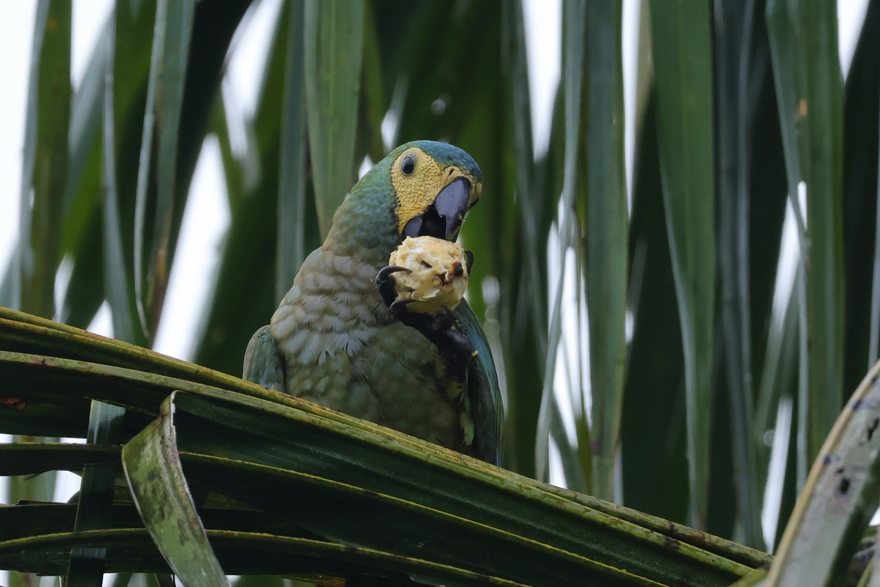 Egy Red-bellied Macaw békésen gyümölcsöt fogyaszt