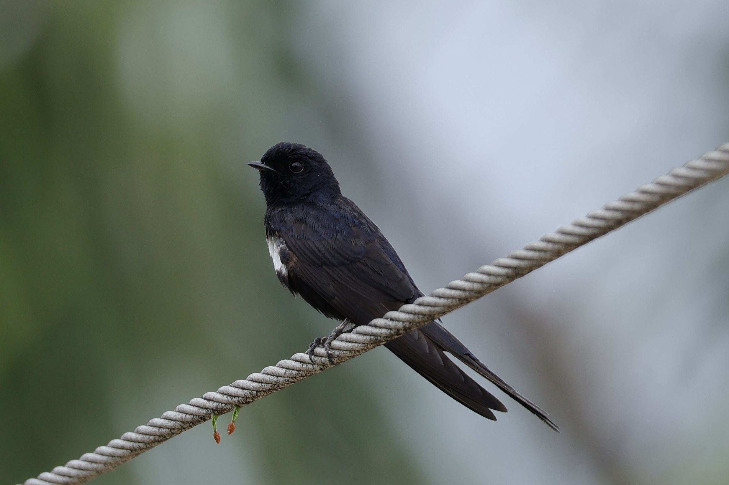 Egy mutatós fecske, a White-banded Swallow