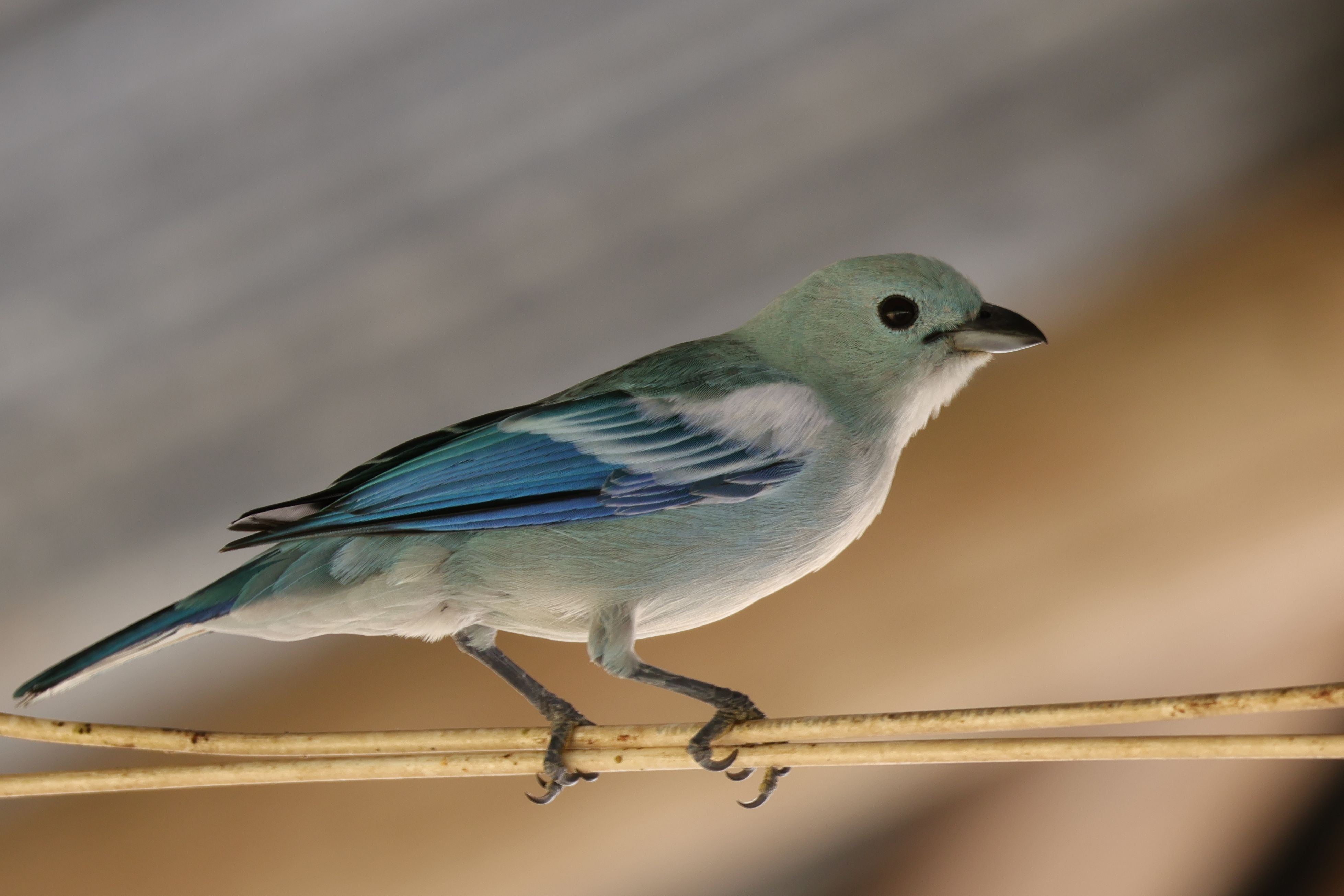 Amazónia talán leggyakoribb madara, Blue-gray Tanager