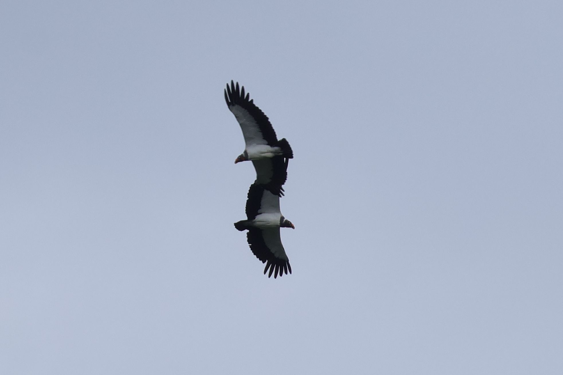 Szép keselyű, ráadásul kettő is, King Vulture
