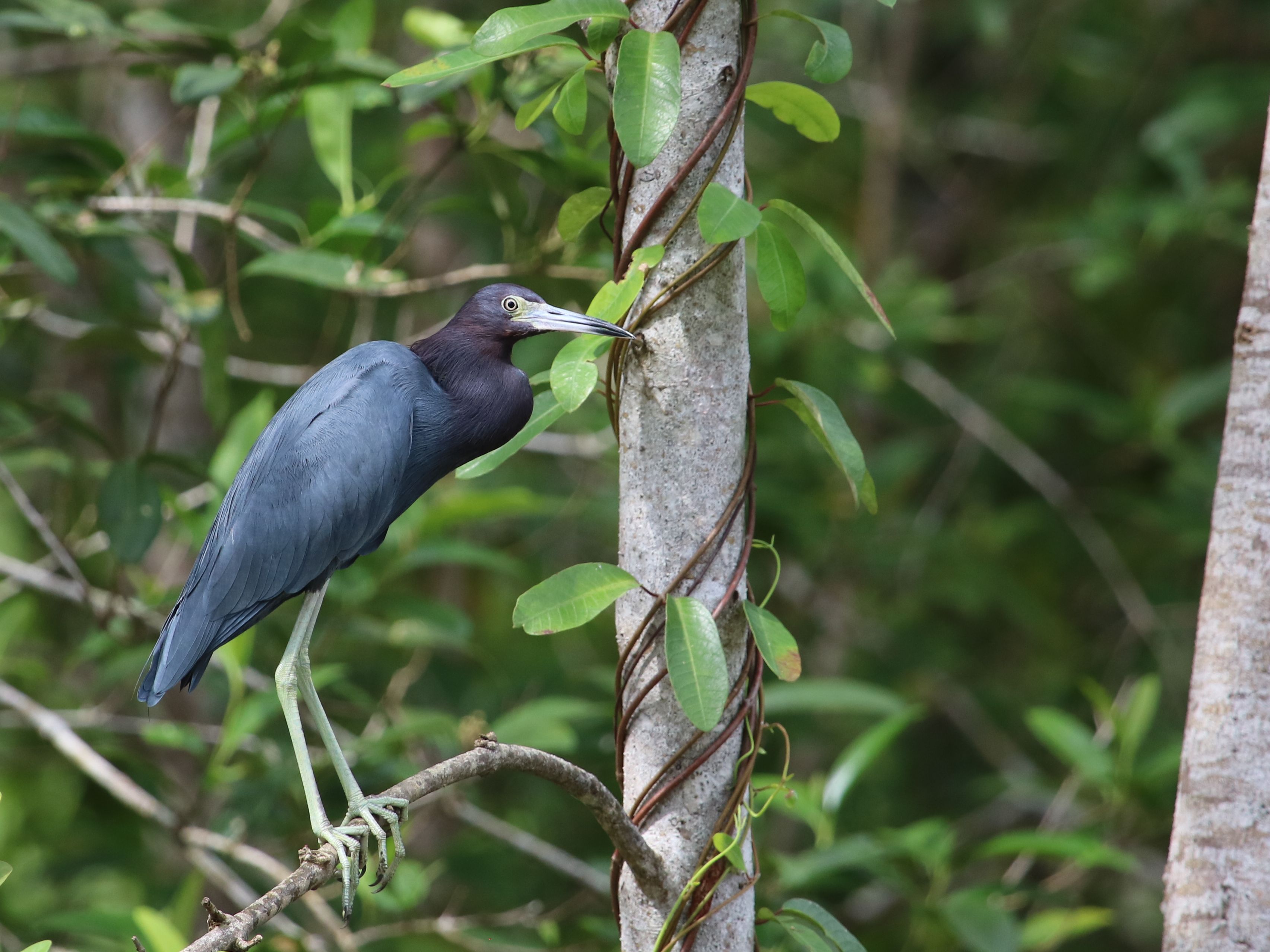 Little Blue Heron