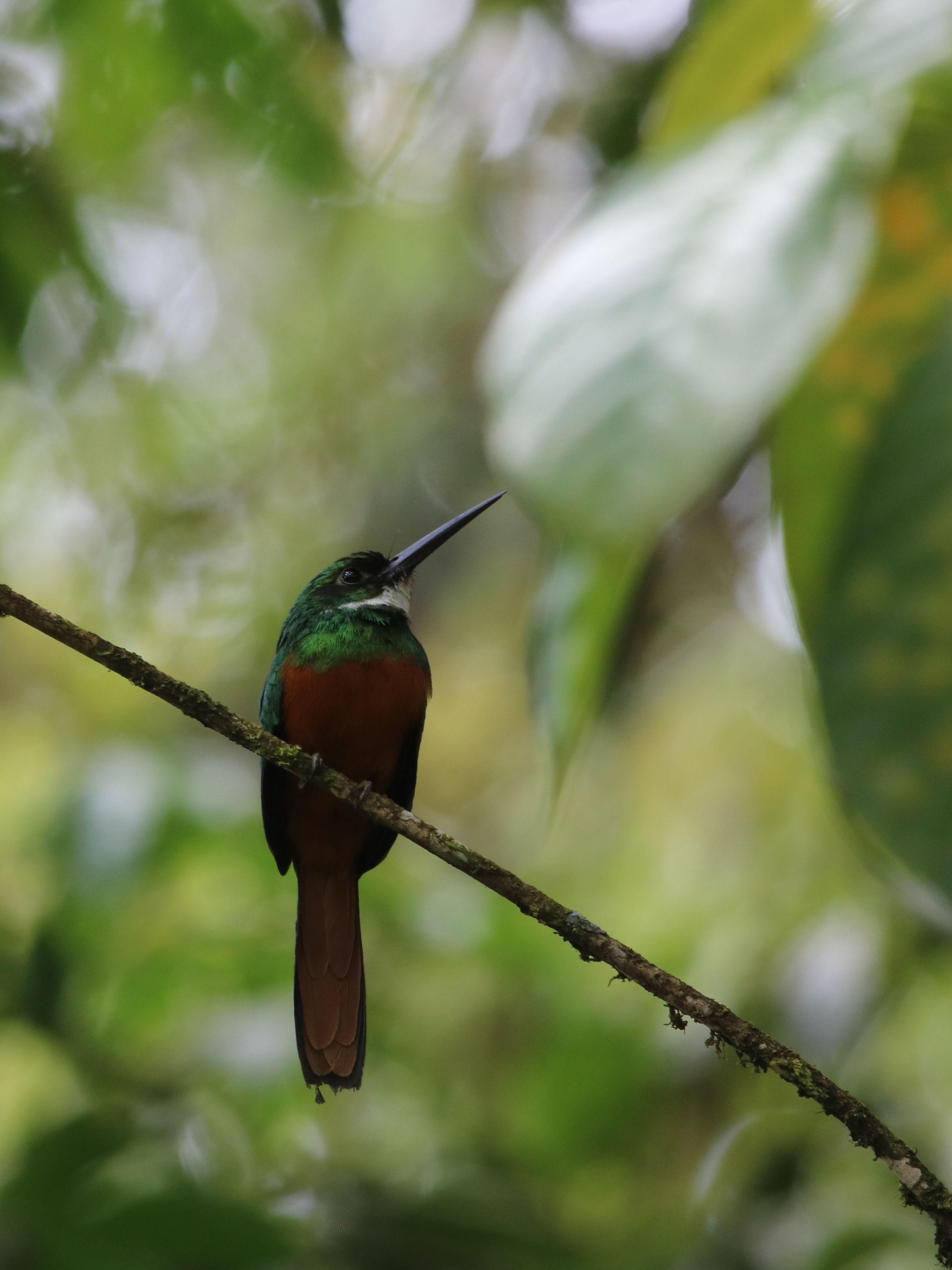 Rufous-tailed Jacamar