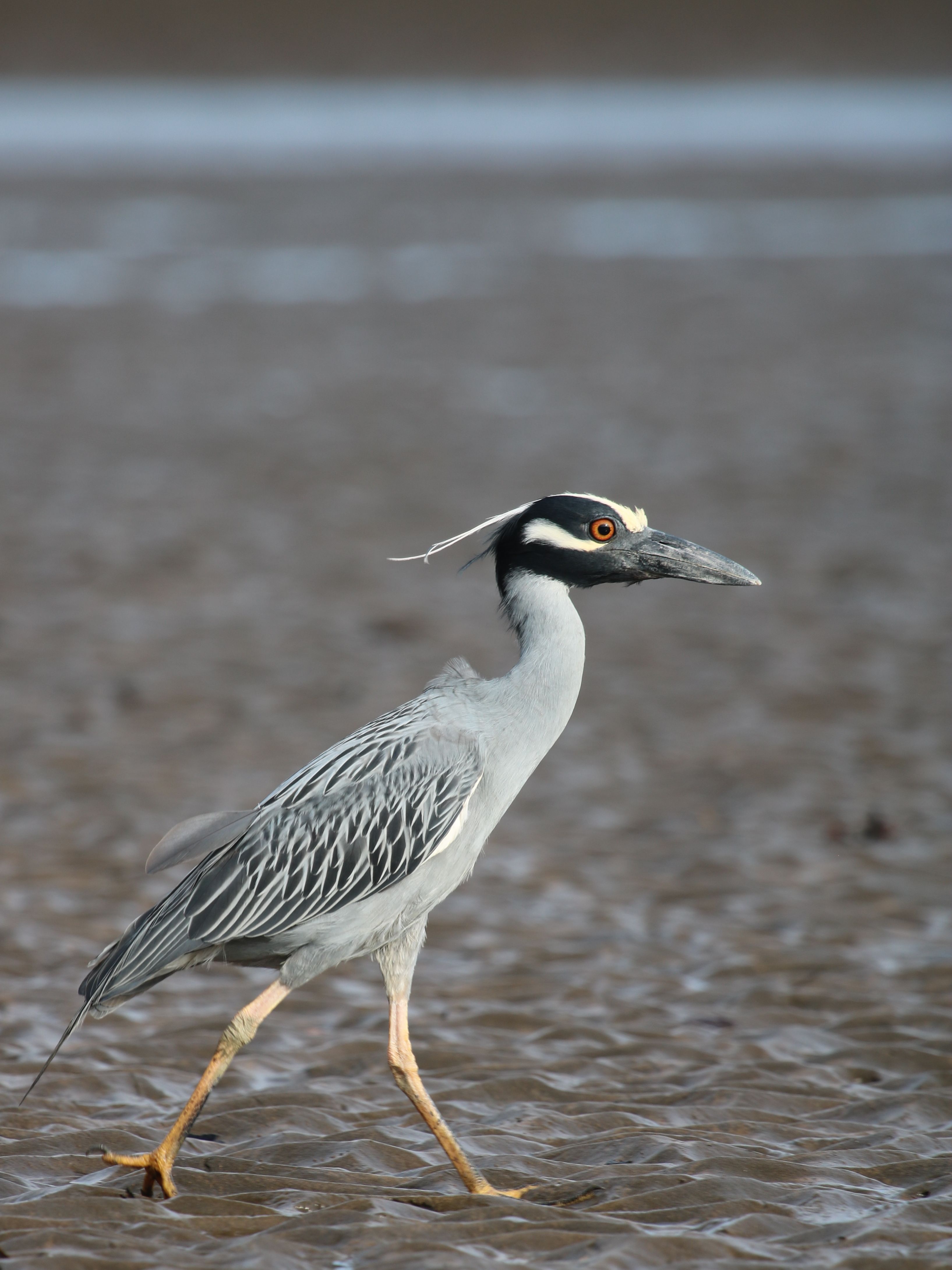 Mi bakcsónk amerikai társa - Yellow-crowned Night-heron