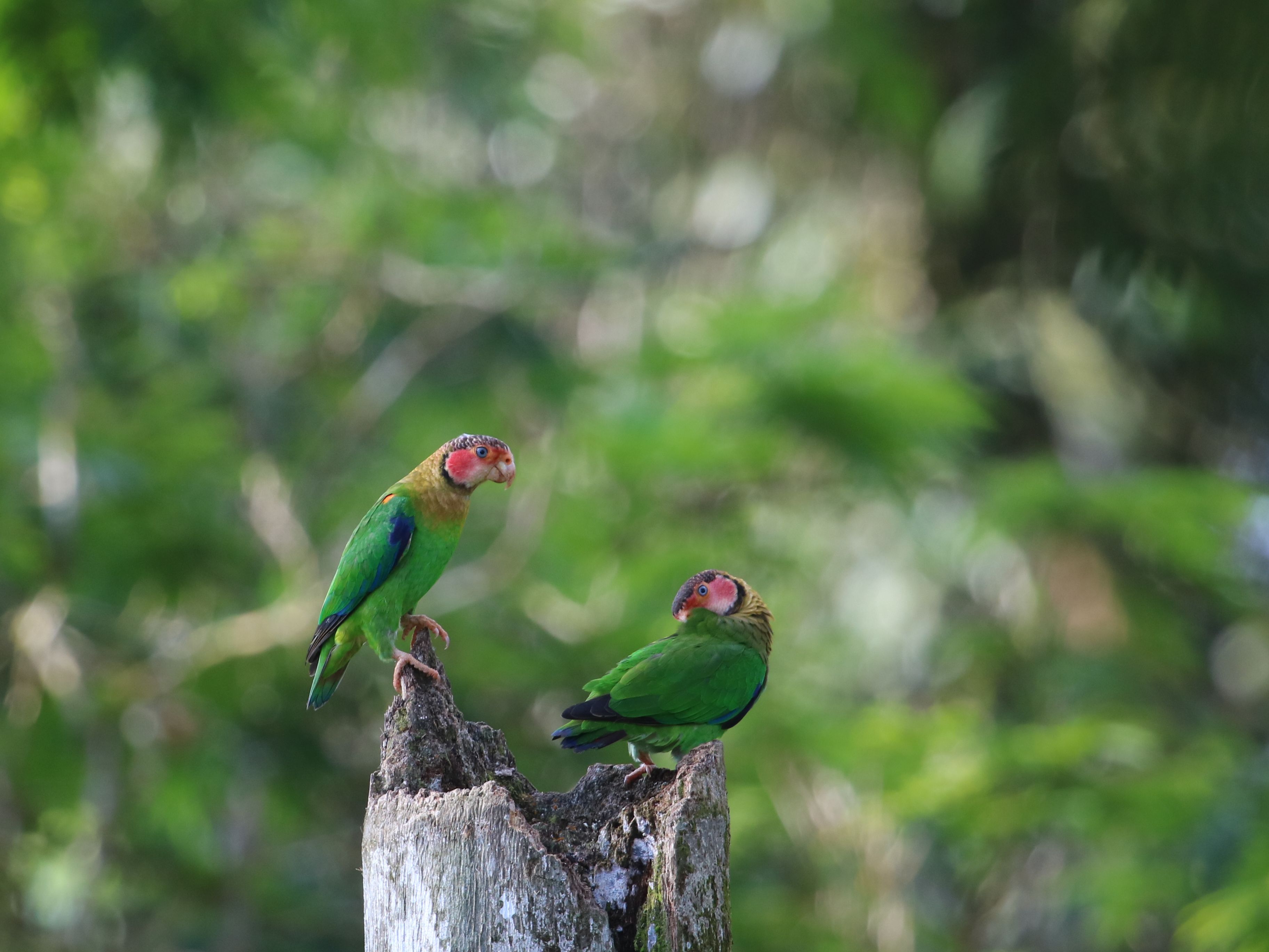 Csak a Chocóban előforduló papagáj - Rose-faced Parrot pár