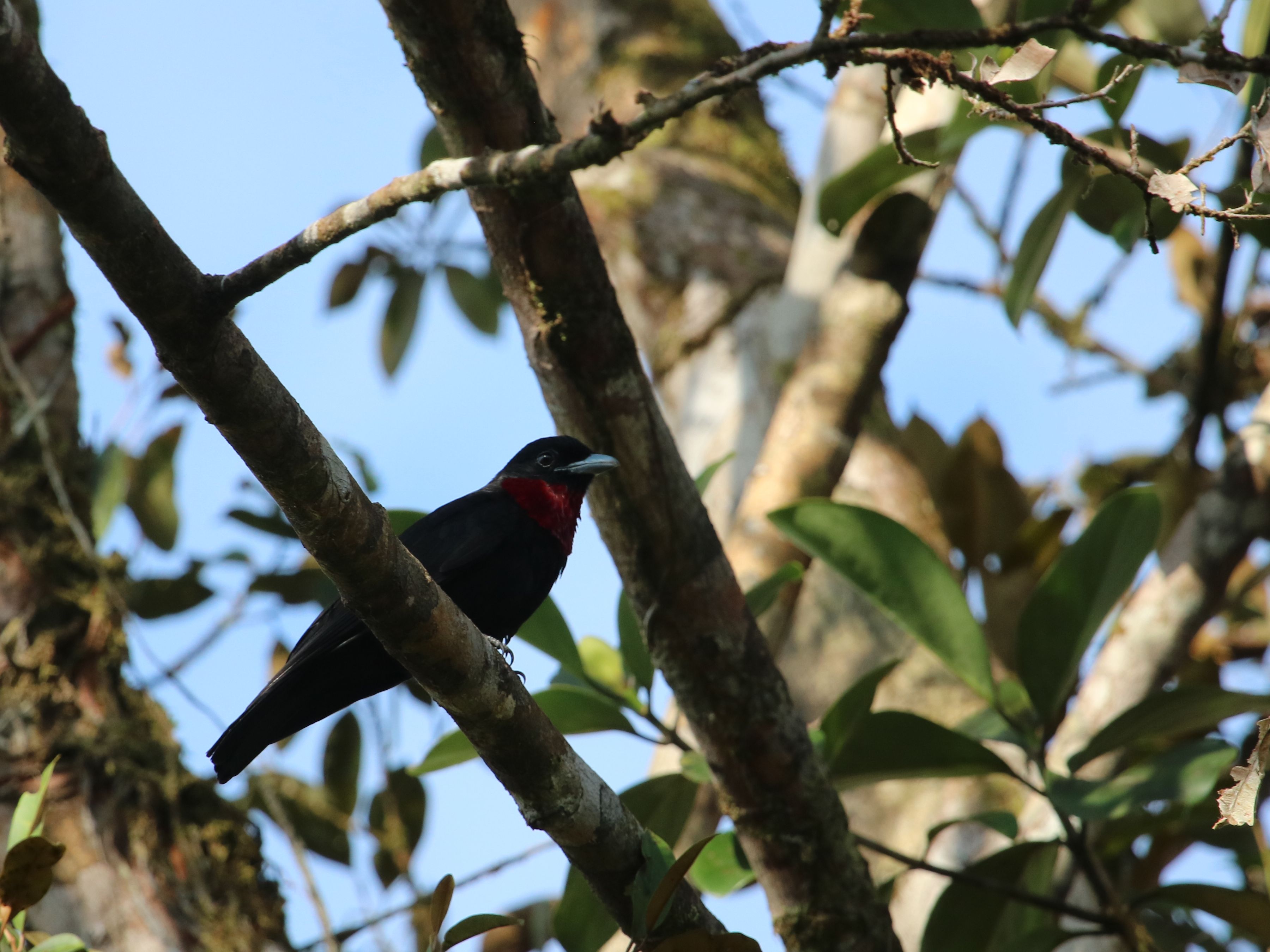 Esőerdei varjú - Purple-throated Fruitcrow