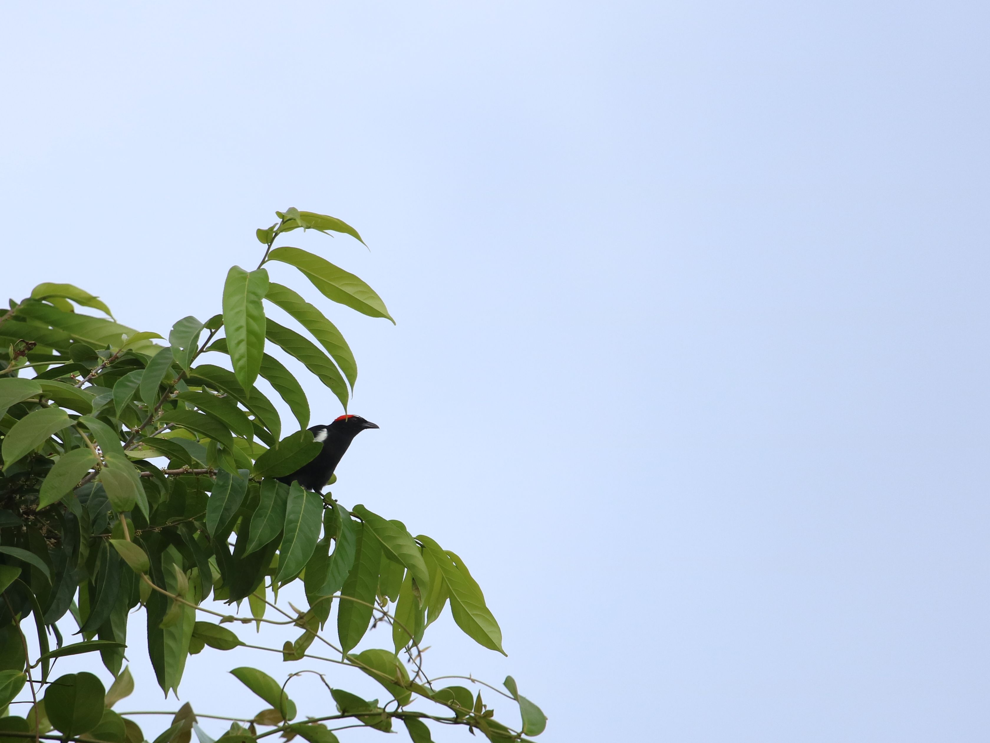 Megint gyenge fotó, de igazi Chocó specialitás - Scarlet-browed Tanager