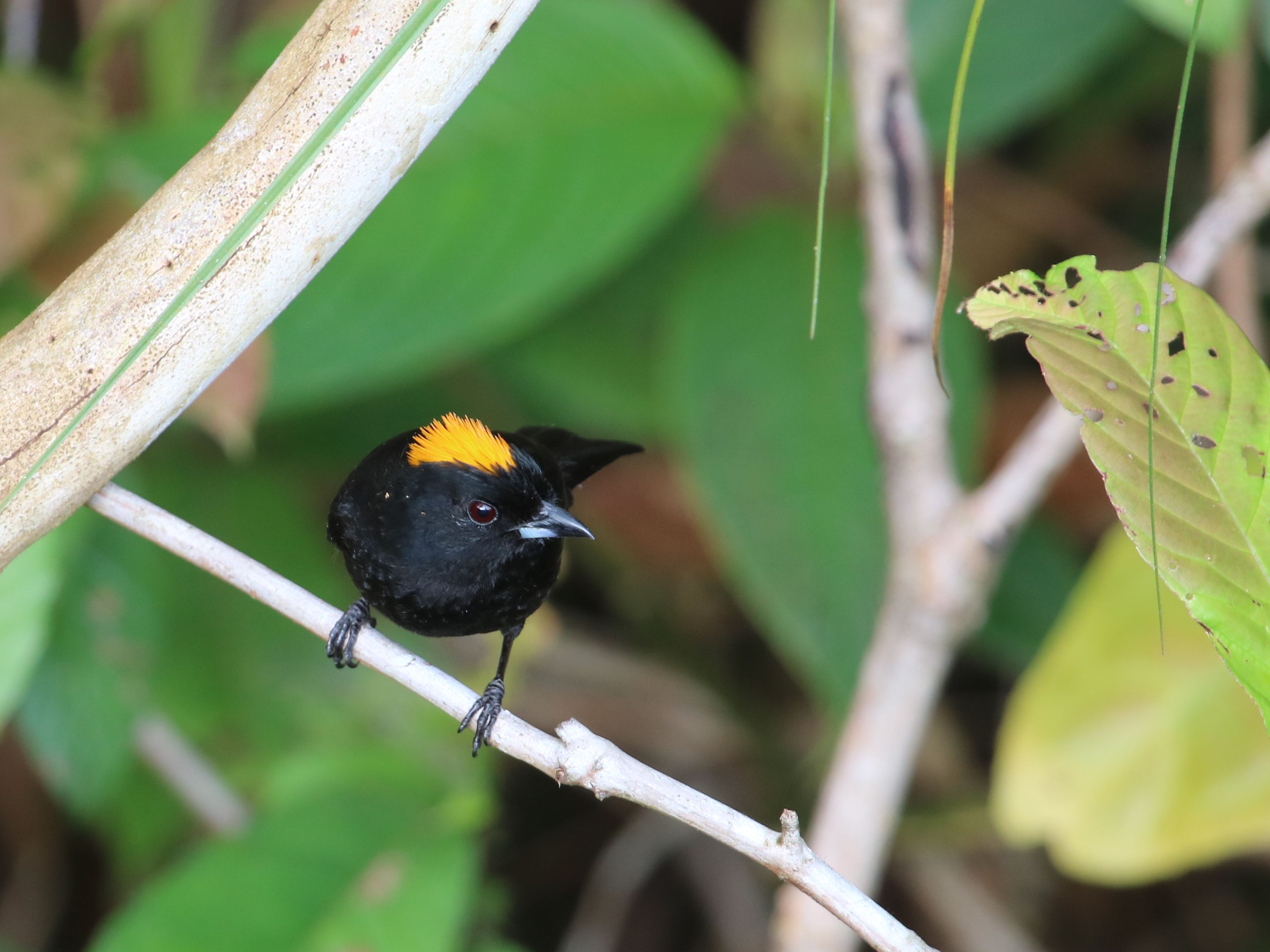 Panx not dead - Tawny-crowned Tanager