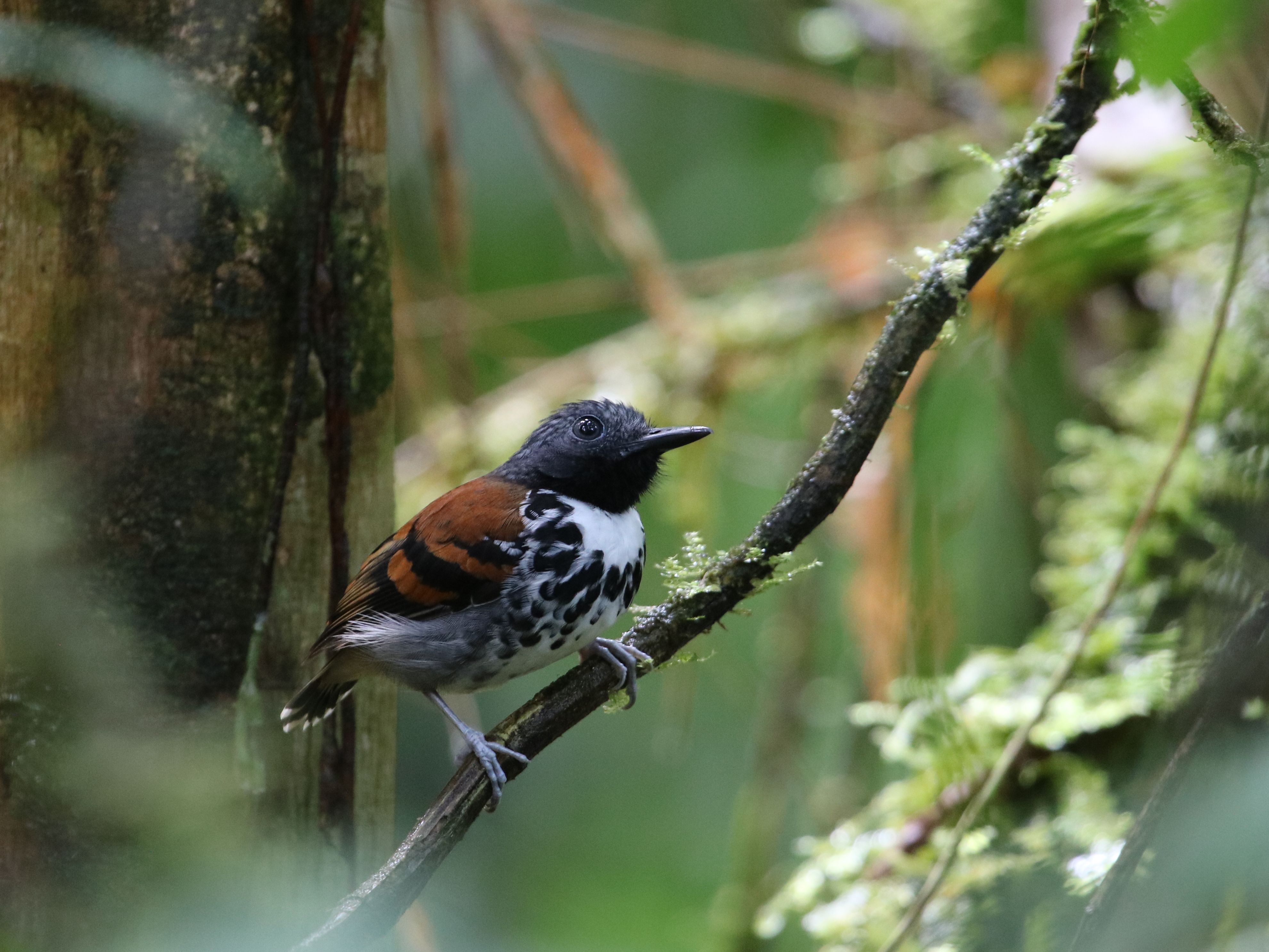 Szuper esőerdei faj - Spotted Antbird