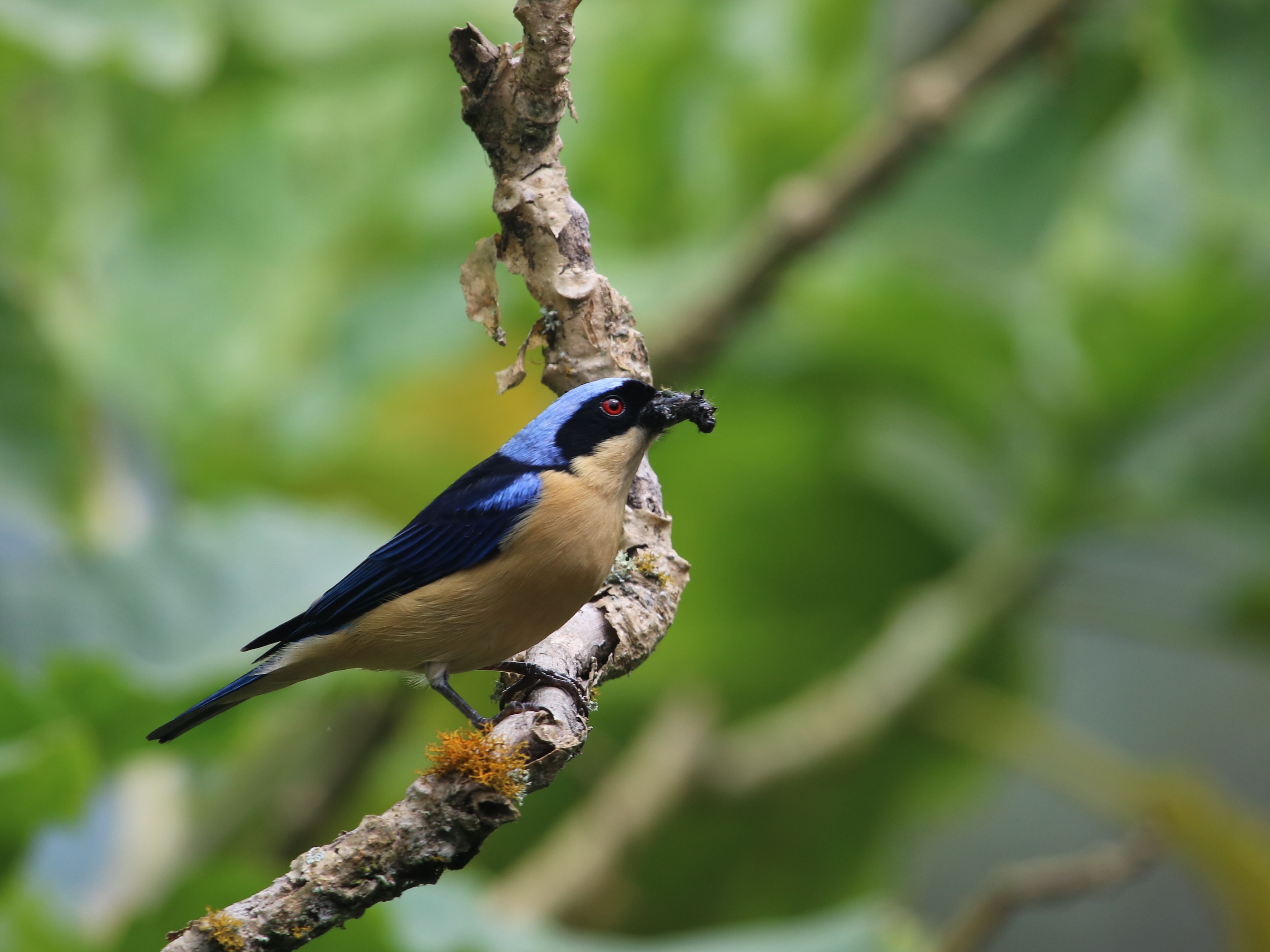 Fawn-breasted Tanager