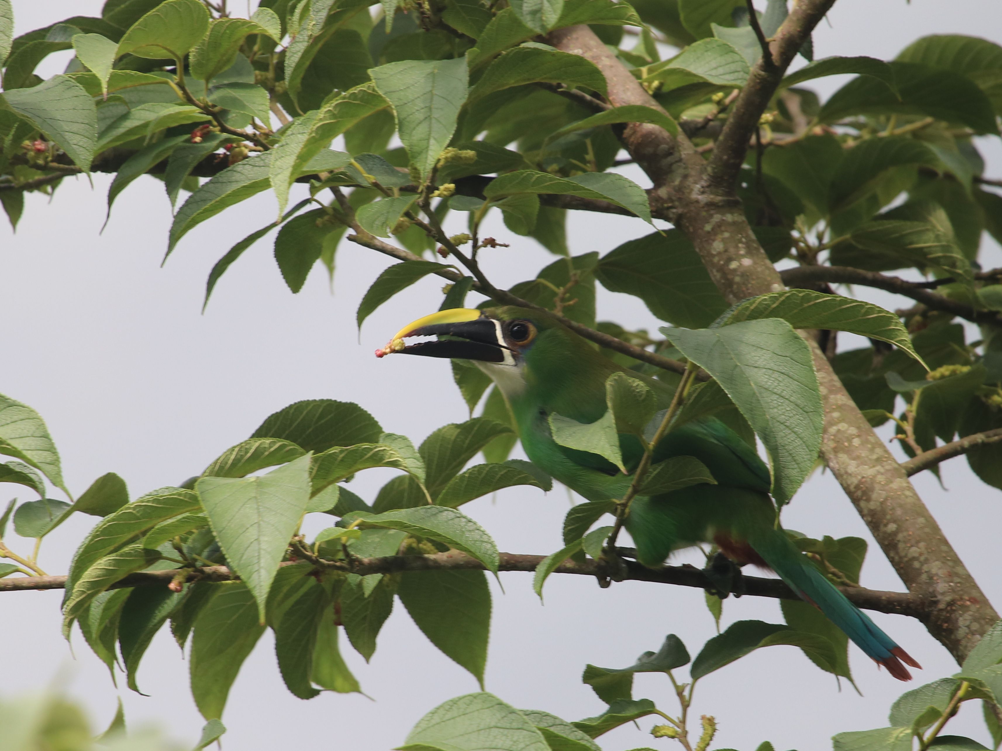 Cuki hegyi tukán, Southern Emerald Toucanet