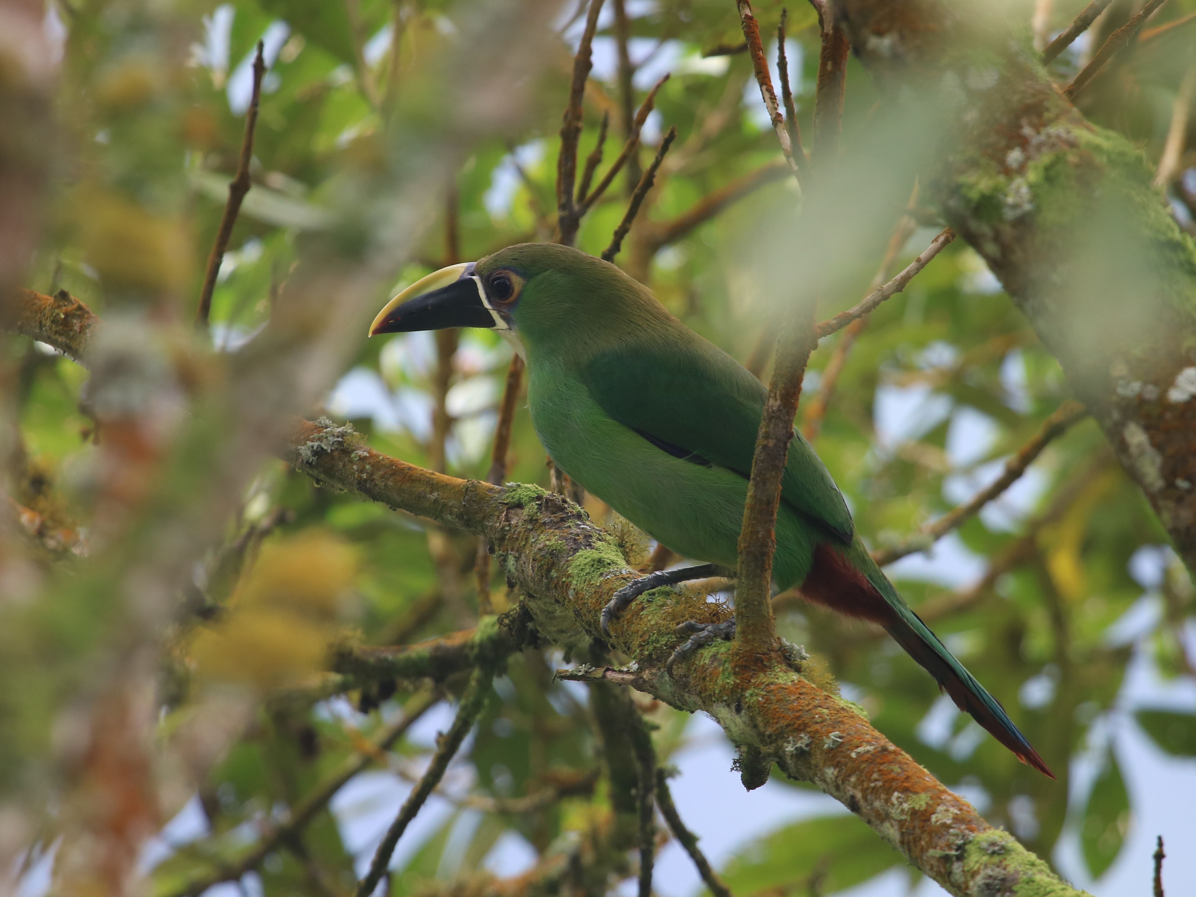 Cuki hegyi tukán, Southern Emerald Toucanet&lt;br /&gt;A három fotó talán túl sok erről az amúgy egész gyakori madárról, de nagyon csípem