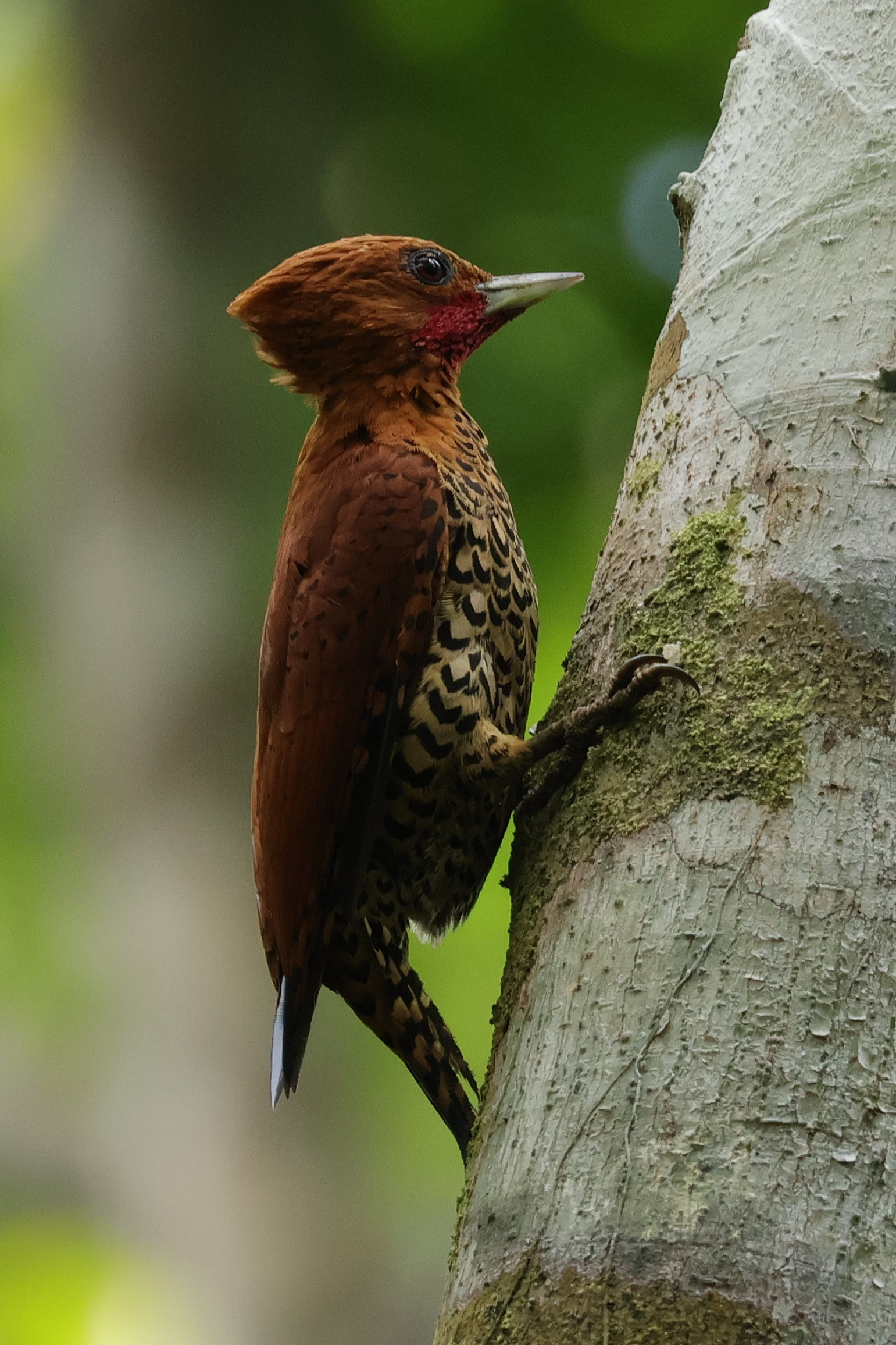 Szép kis harkály a Cinnamon Woodpecker - Gamboa