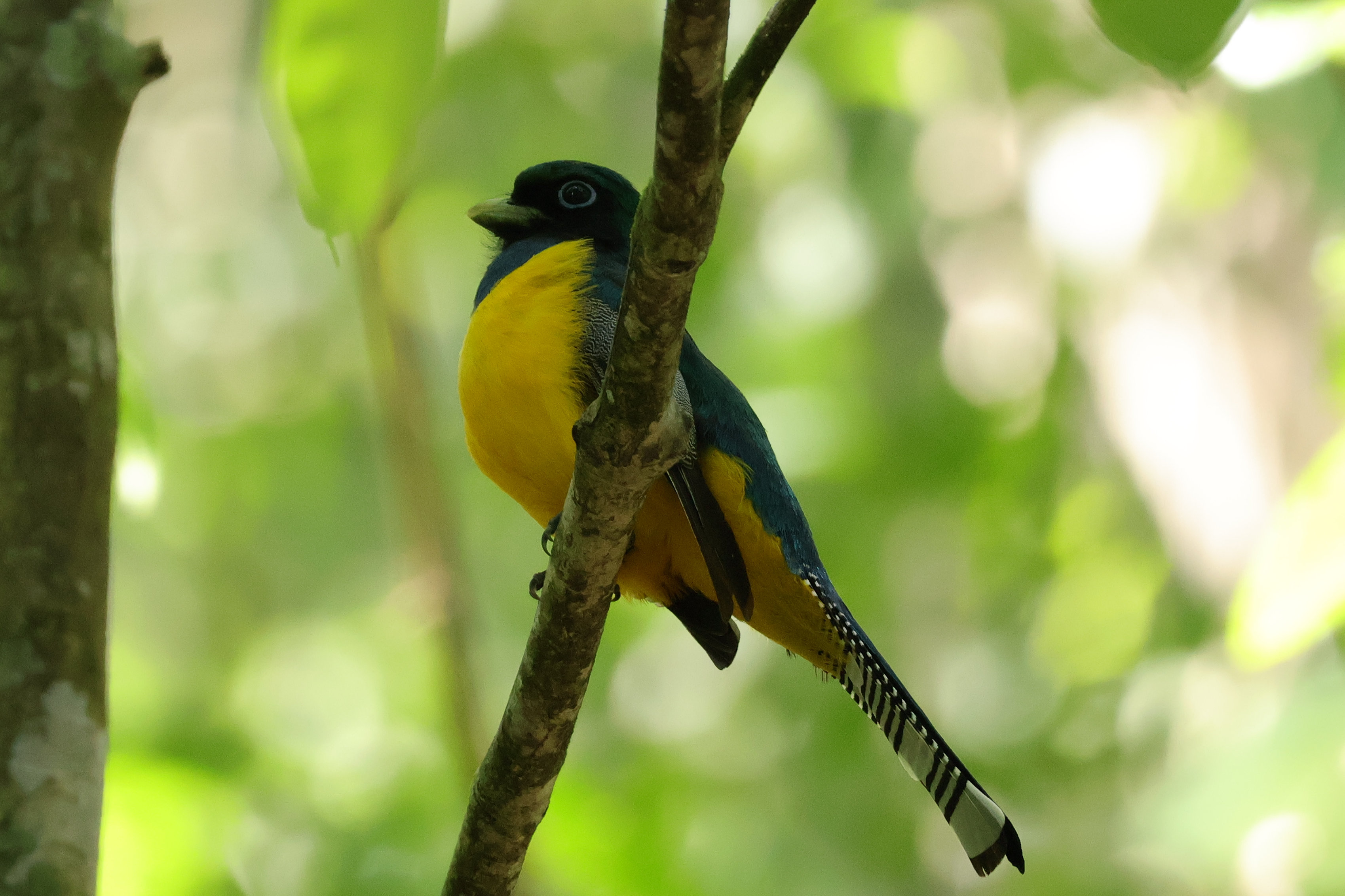 Habár a képen nem látszik, az egyik legszebb trogon a Graceful Black-throated Trogon. Még a nevében is bennevan, hogy szép - Gamboa