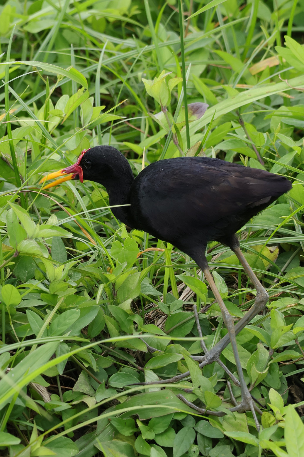 A Wattled Jacana a mocsarasabb részeken vagy pocsolyákon mindenhol ott van - Gamboa