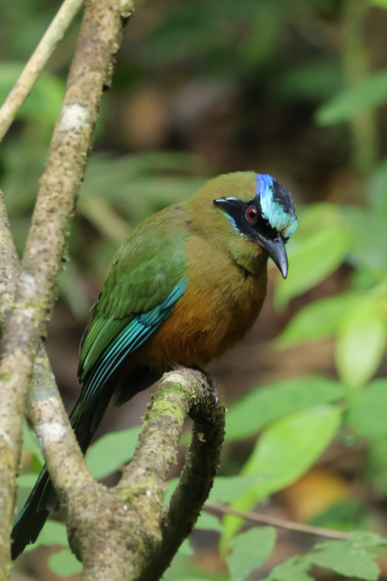 Whooping Motmot - Gamboa