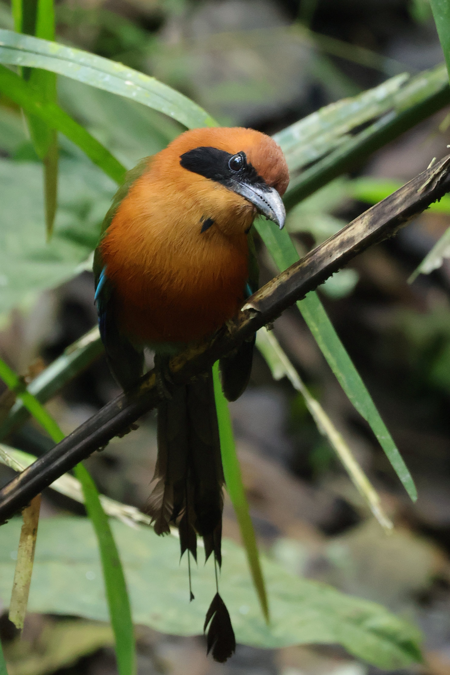 Rufous Motmot - Gamboa