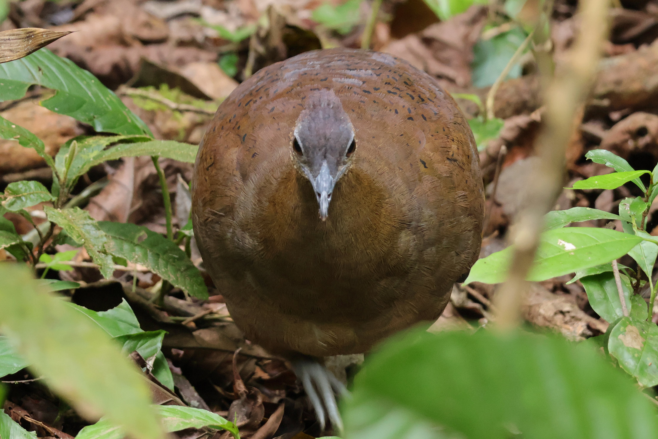 Szemből még jobban látszik, miért lenne jobb gömbtyúknak hívni a nagy tinamut - Gamboa