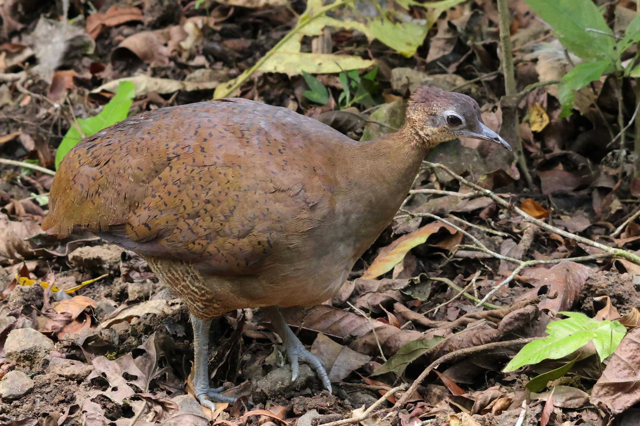Gömbtyúk (Nagy tinamu) - Gamboa