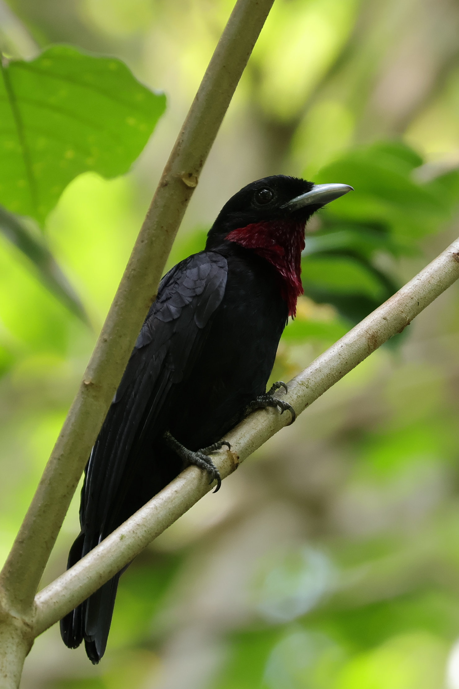 Purple-throated Fruitcrow, ennek a csoportnak talán a leggyakoribb képviselője - Gamboa